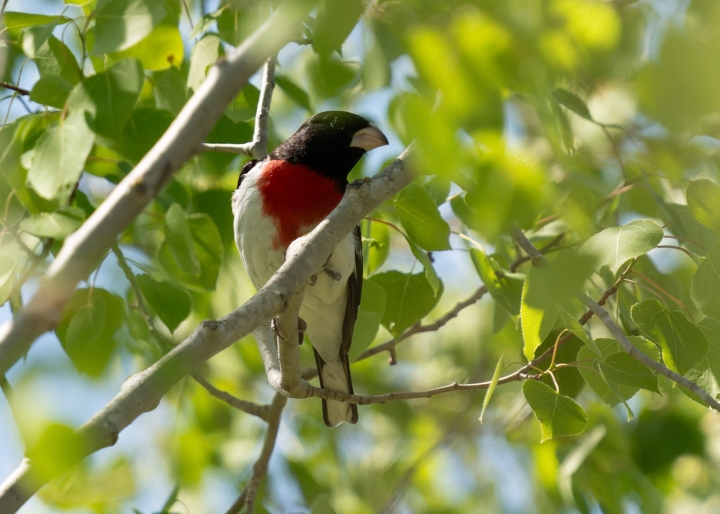 A bird with black, white, and red plumage perched on a tree branch surrounded by green leaves.