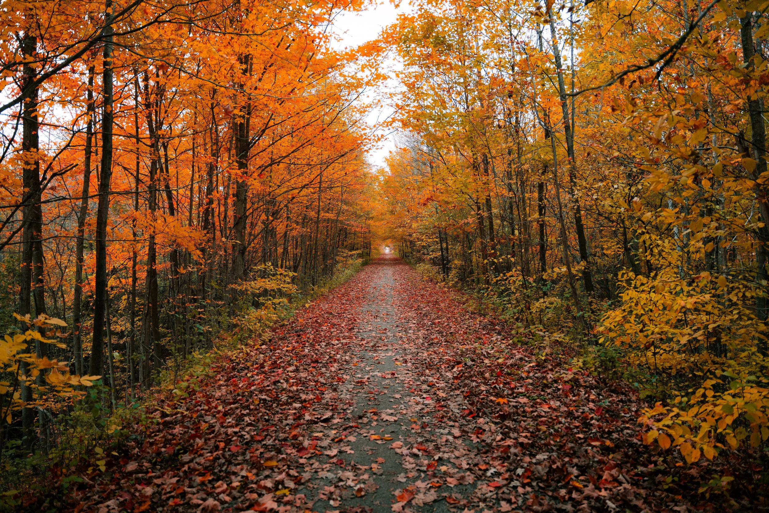 A dirt path through a forest with trees covered in orange and yellow fall foliage, fallen leaves scattered along the ground, and the sky visible through the trees.