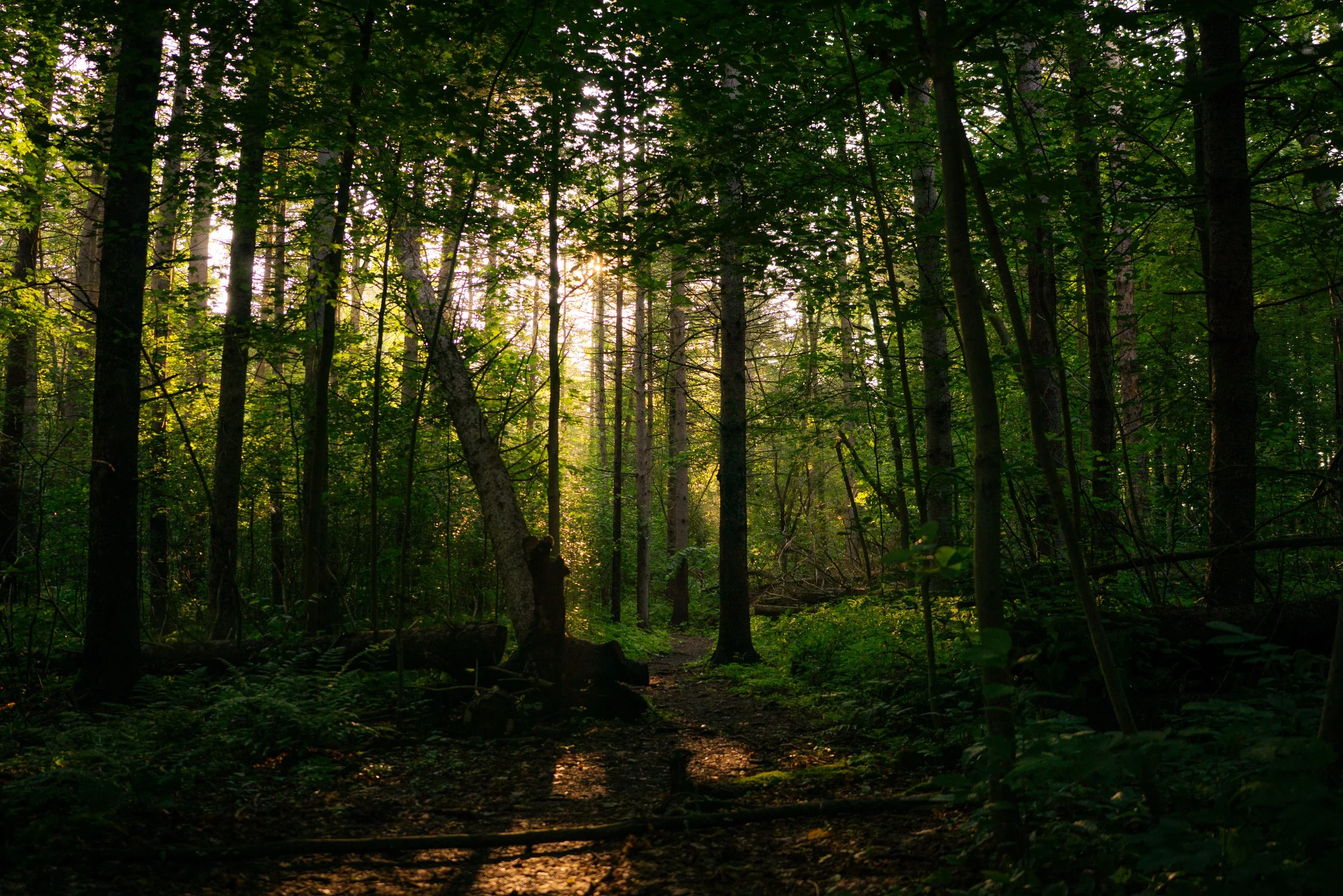 Sunlight filtering through dense green trees in a forest, illuminating a small pathway.