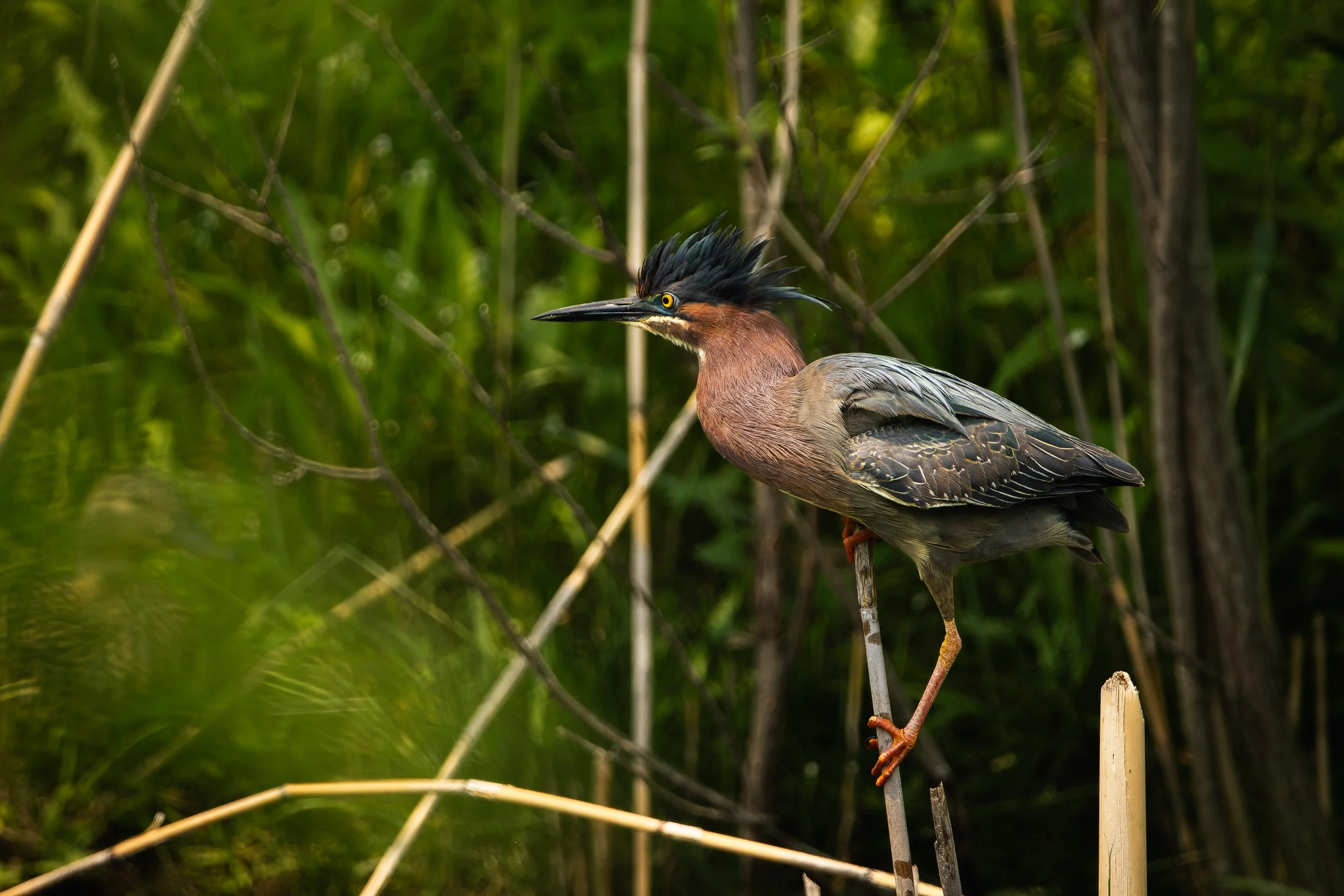 A heron perches on a wooden stake in a marsh surrounded by green reeds and grasses.