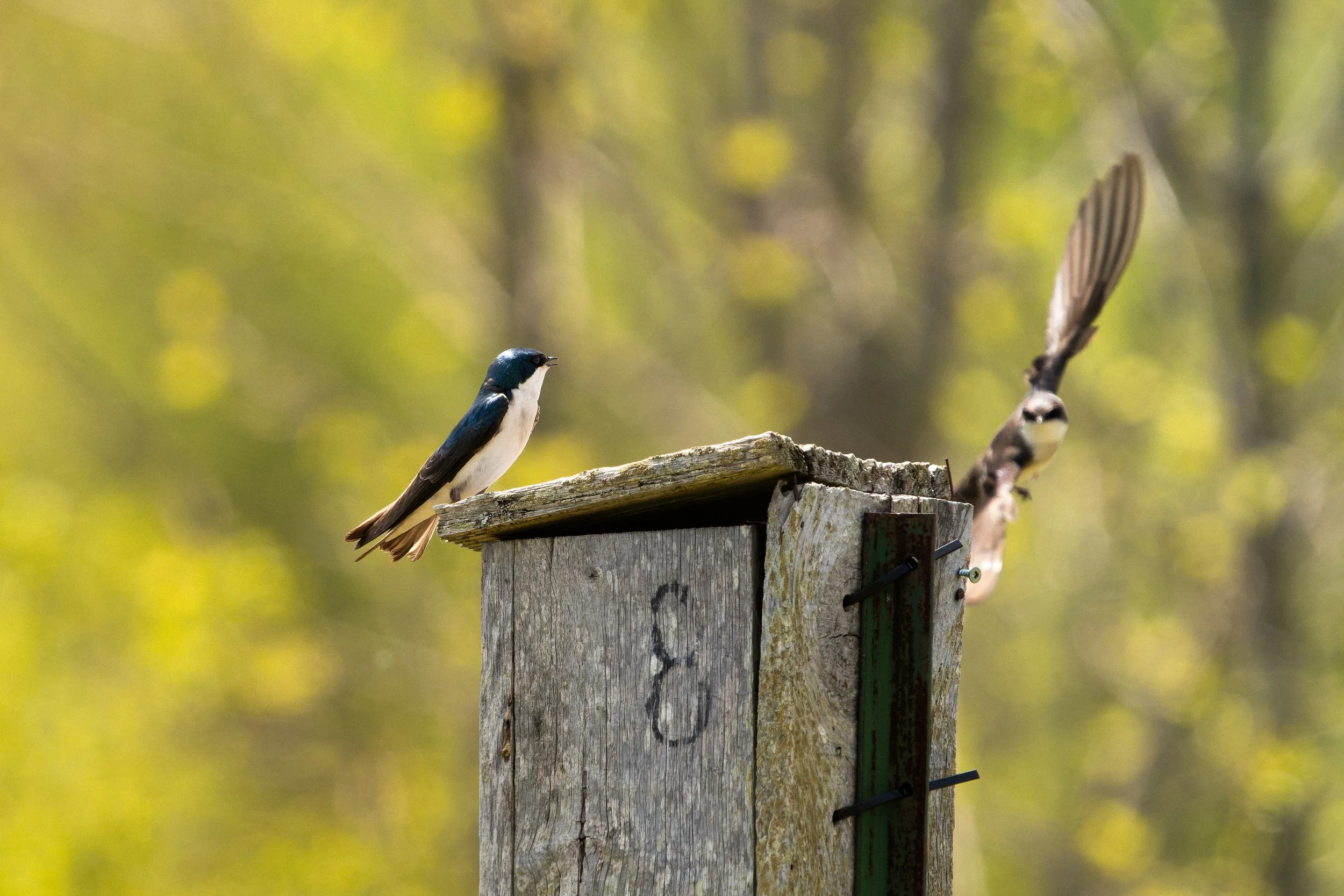 A small bird with black and white plumage perched on a weathered wooden birdhouse in a natural outdoor setting with a blurred green background.