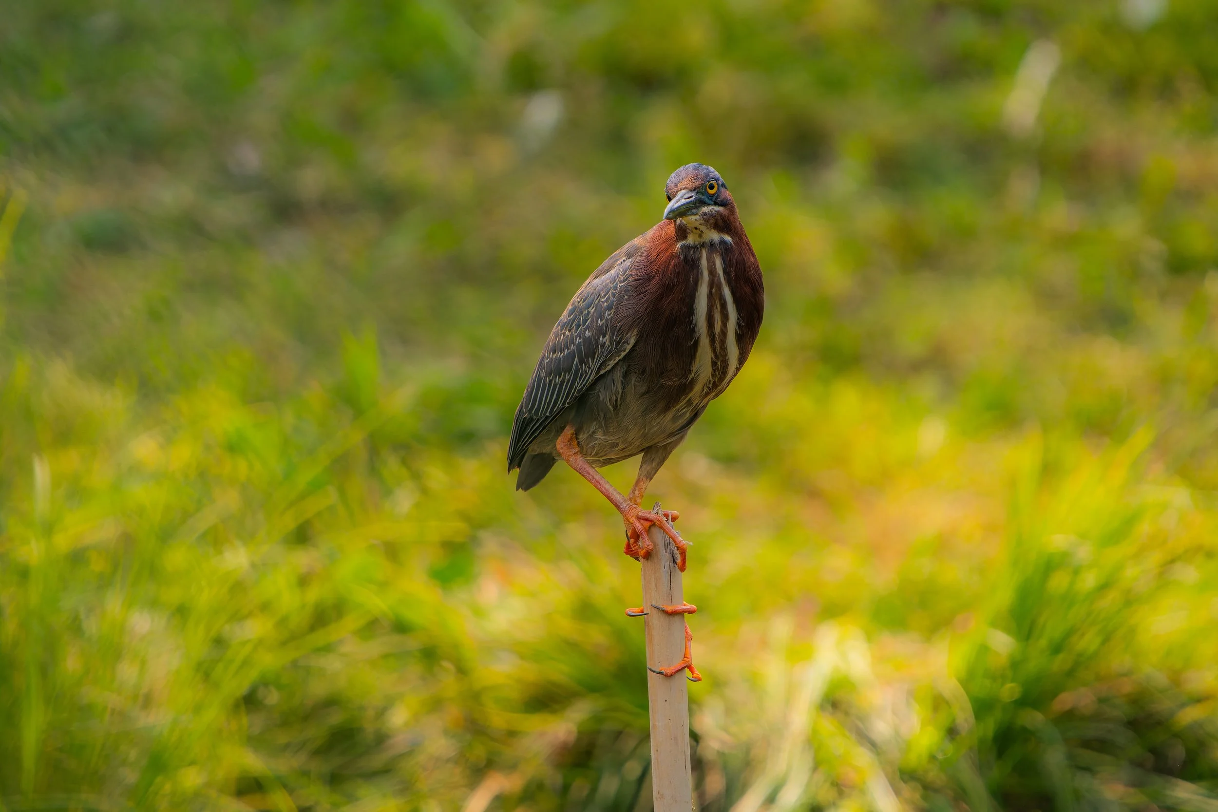 A bird perched on a wooden stake in a grassy area with blurred green foliage background.