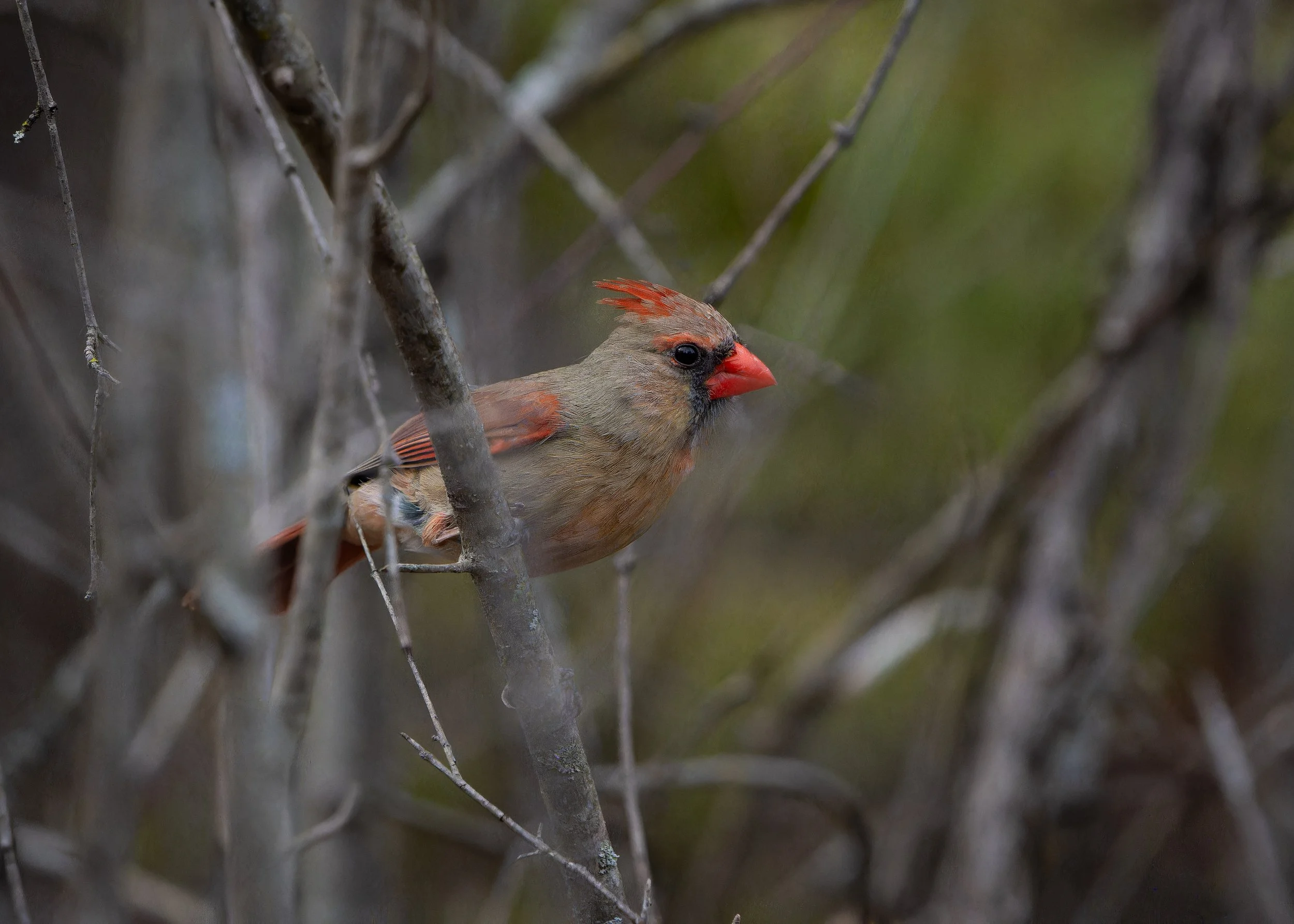 A male cardinal bird with bright red crest, beak, and accents on its wings and tail perched on a branch amidst a tangle of twigs.