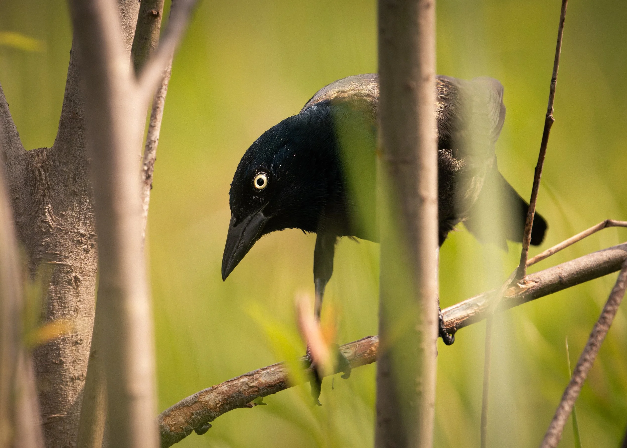 A bird perched on a tree branch, viewed through the trees with a blurred background.