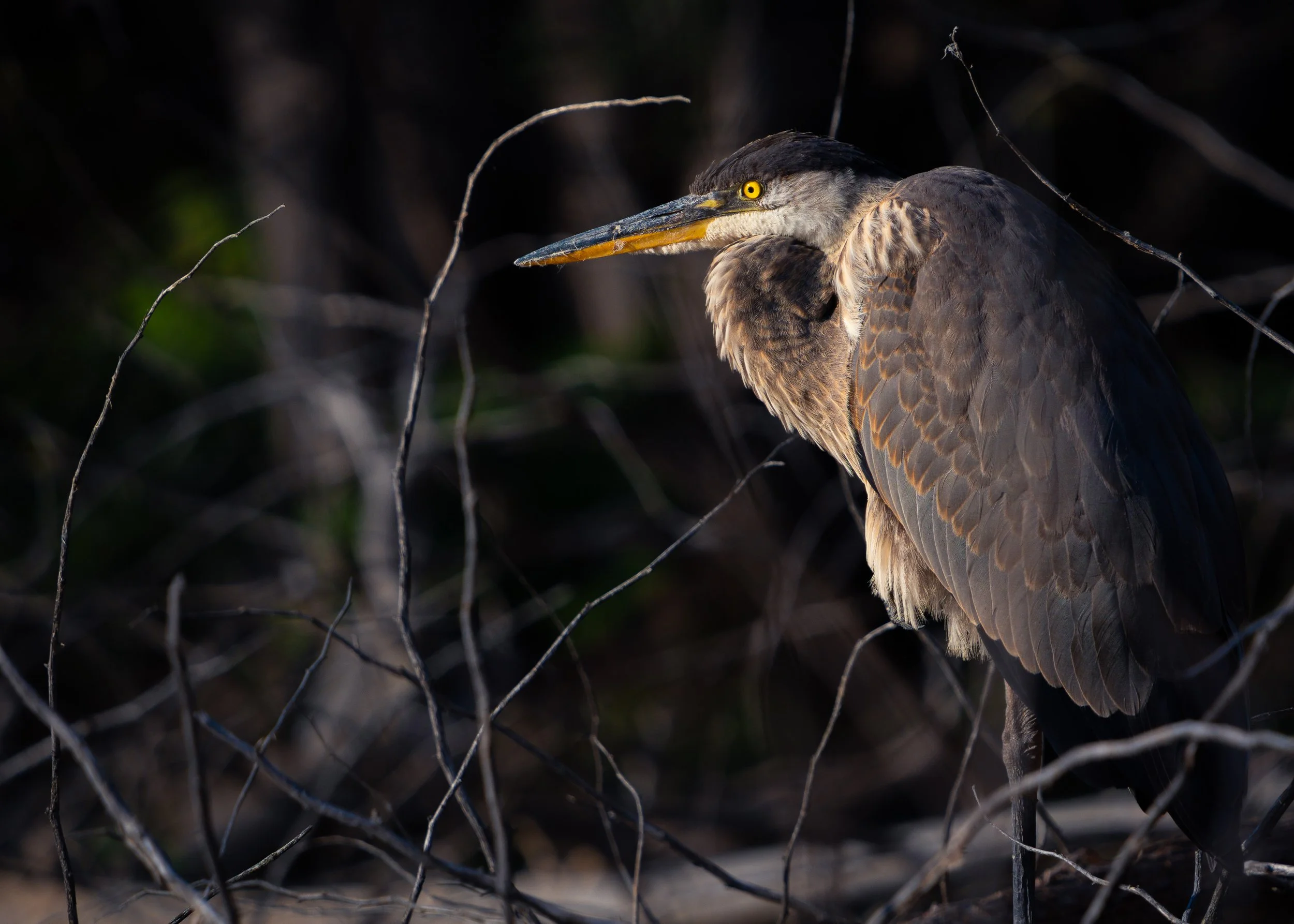 A heron standing behind a chain-link fence, with the bird's head turned slightly to the side showing its yellow eye, long beak, and feathers.