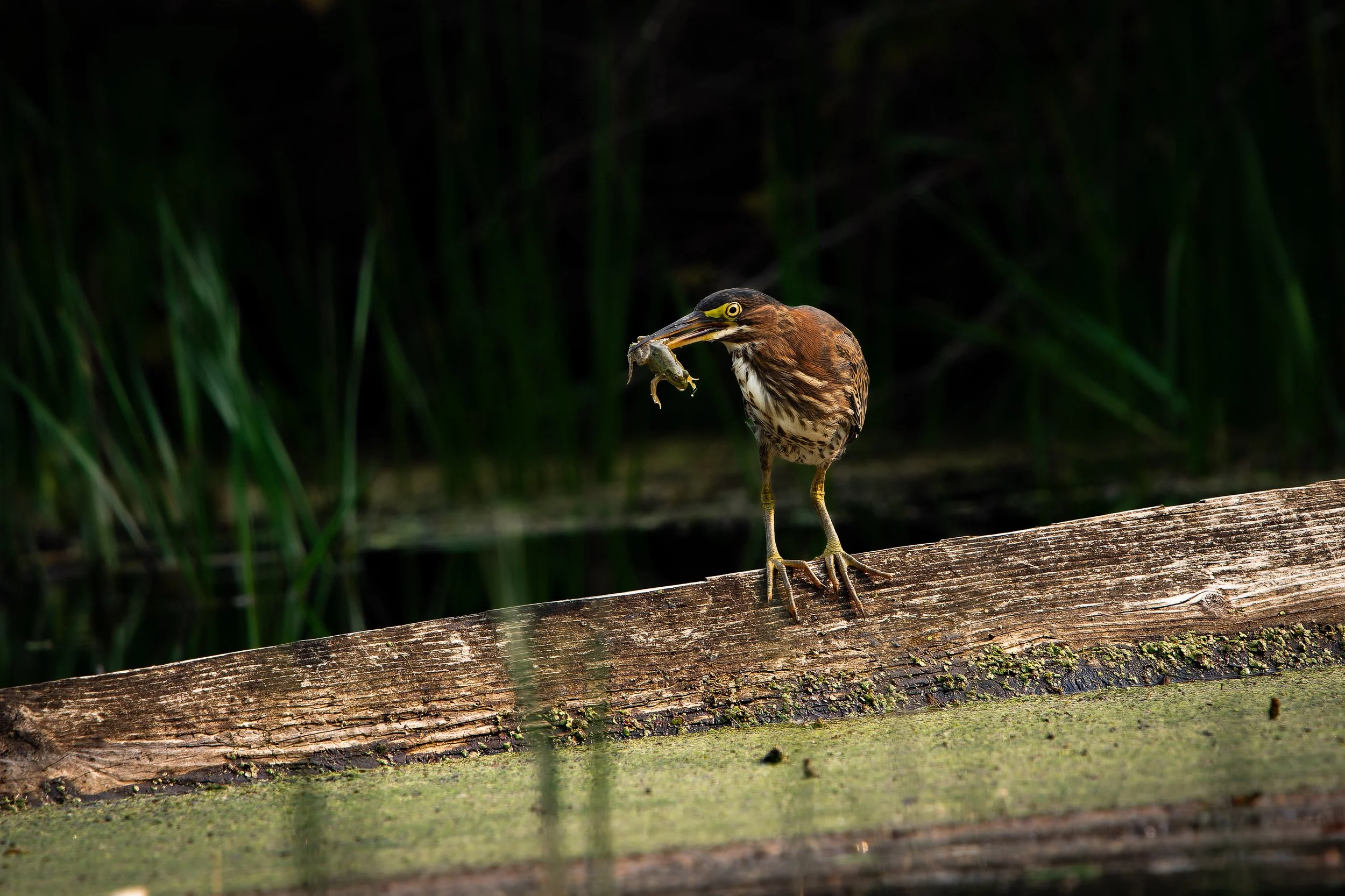 Heron standing on a weathered wooden log in a pond, holding a frog in its beak, with green reeds in the background.