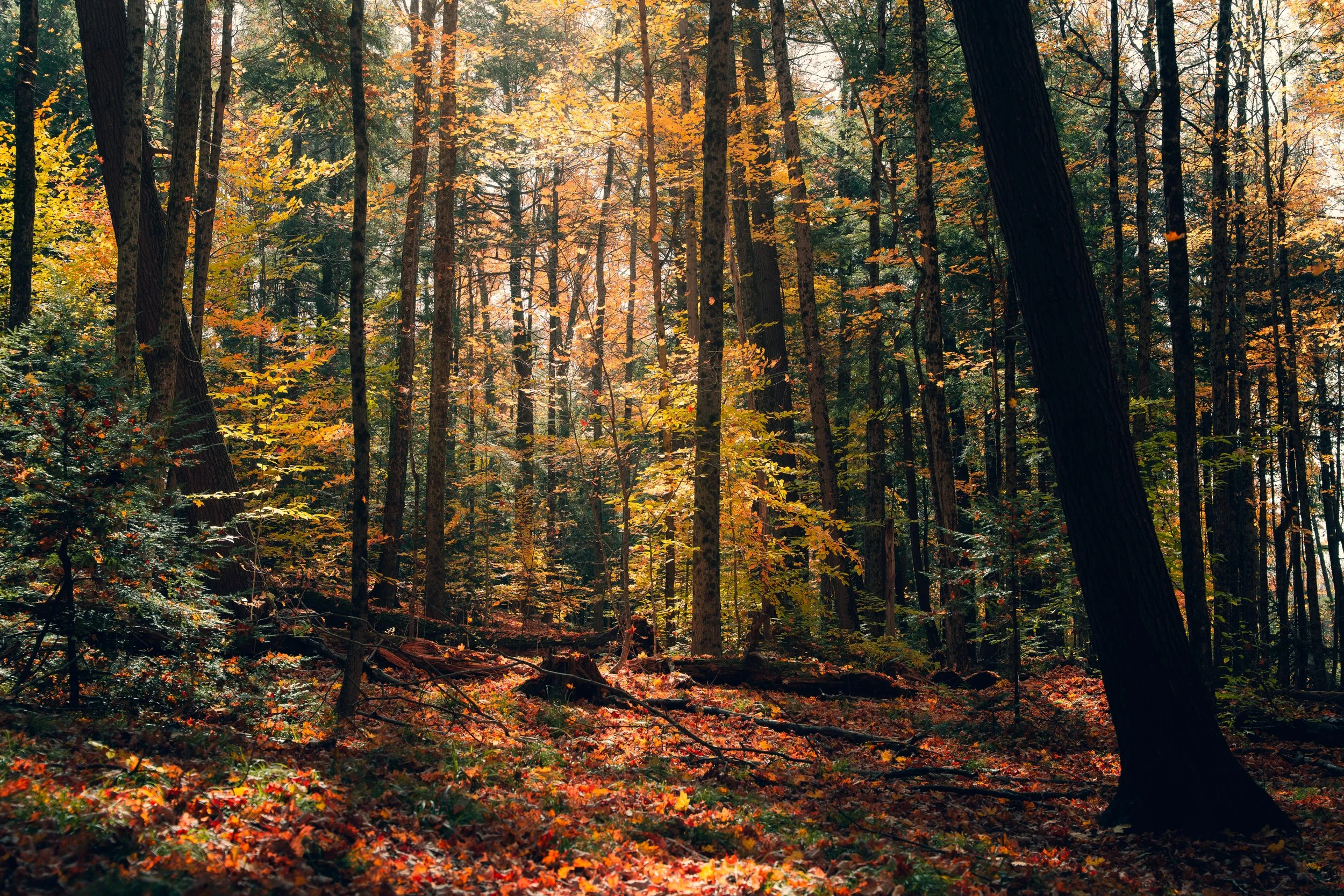 Sunlight filters through a dense forest of trees with autumn-colored leaves, illuminating the forest floor covered in fallen leaves.
