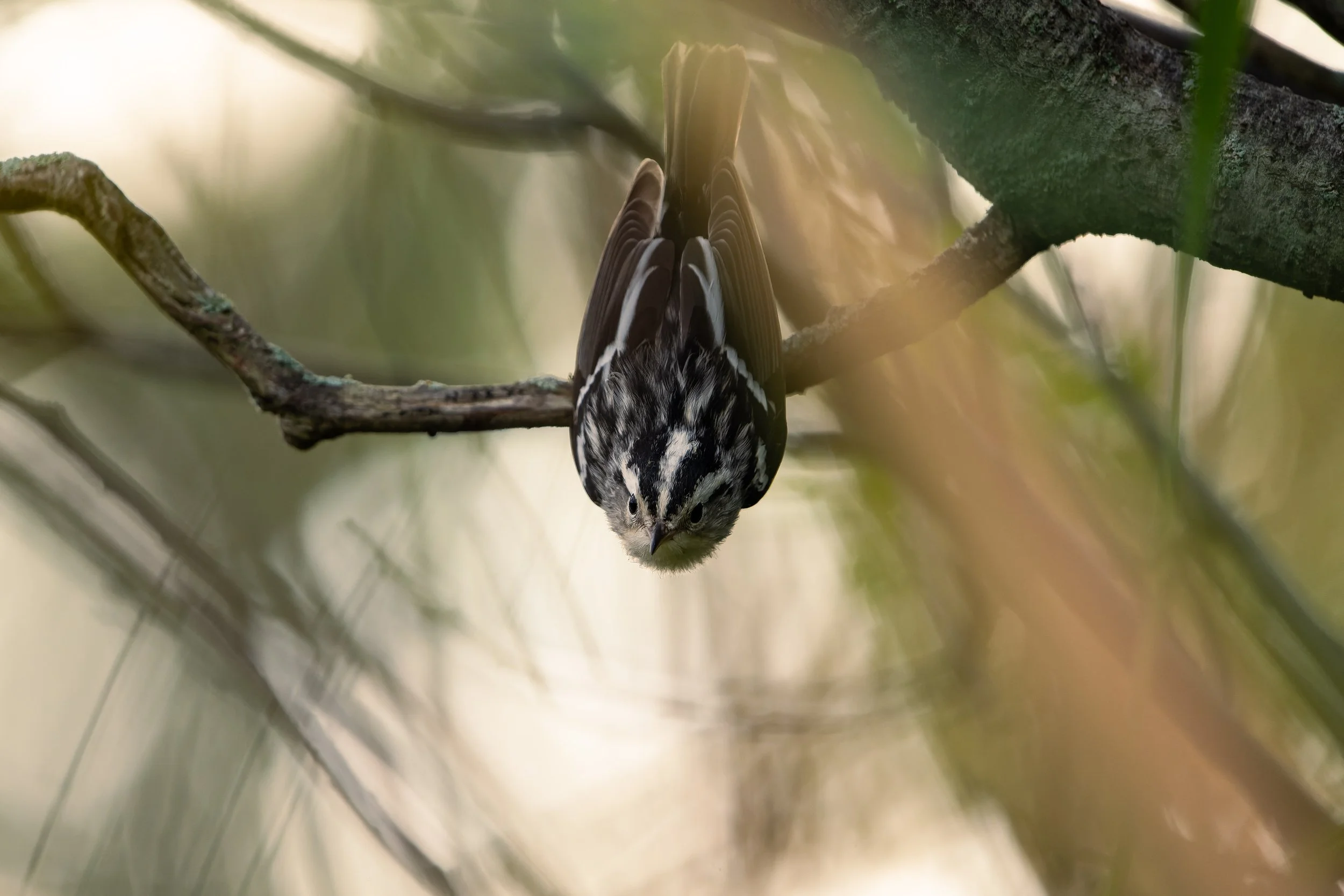 A bird with black and white feathers perched upside down on a tree branch.