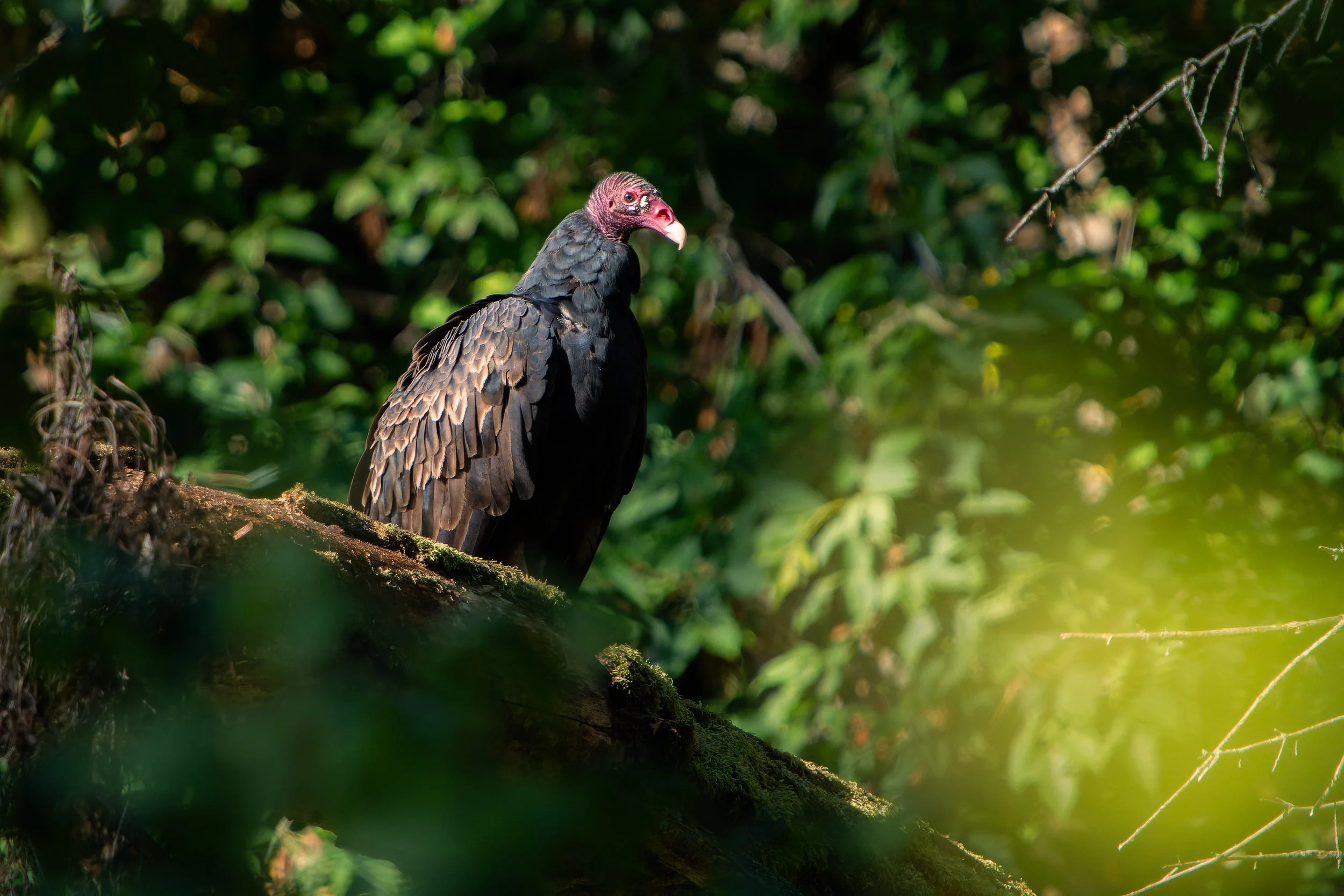 A bird with a pink head and black body standing on a mossy log in a green forest.