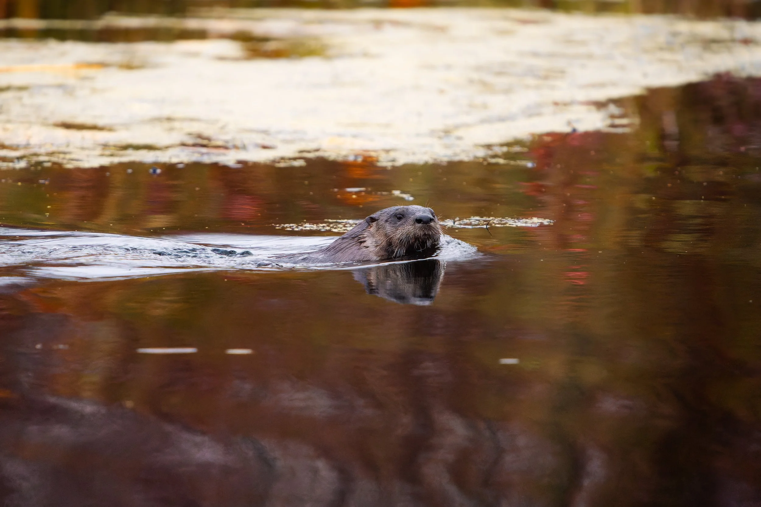 A photo of a beaver swimming in a body of water with reflections of trees and sky.