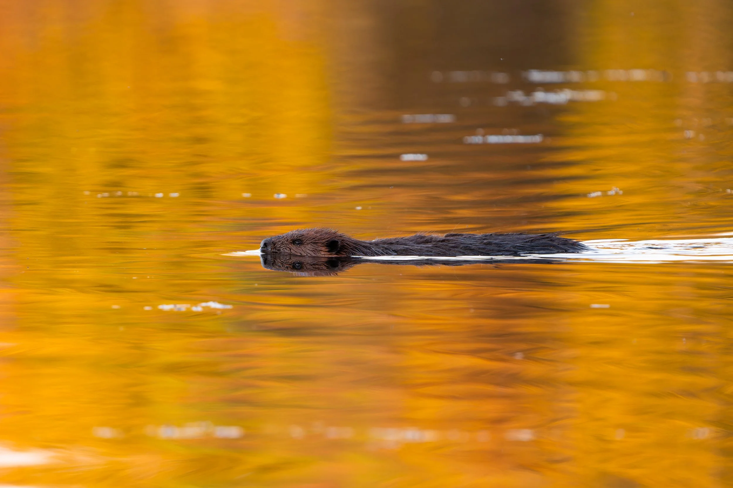 A beaver swimming in water with a golden reflection of trees or foliage on the surface.