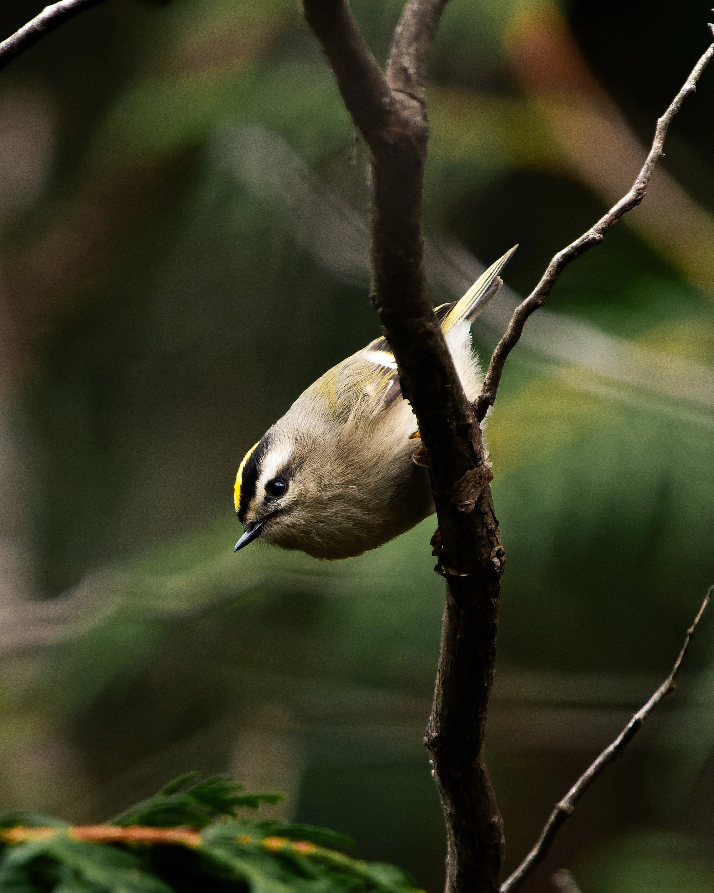 A small bird with a yellow and black stripe on its head, perched upside down on a dark tree branch in a green, blurred background of leaves.