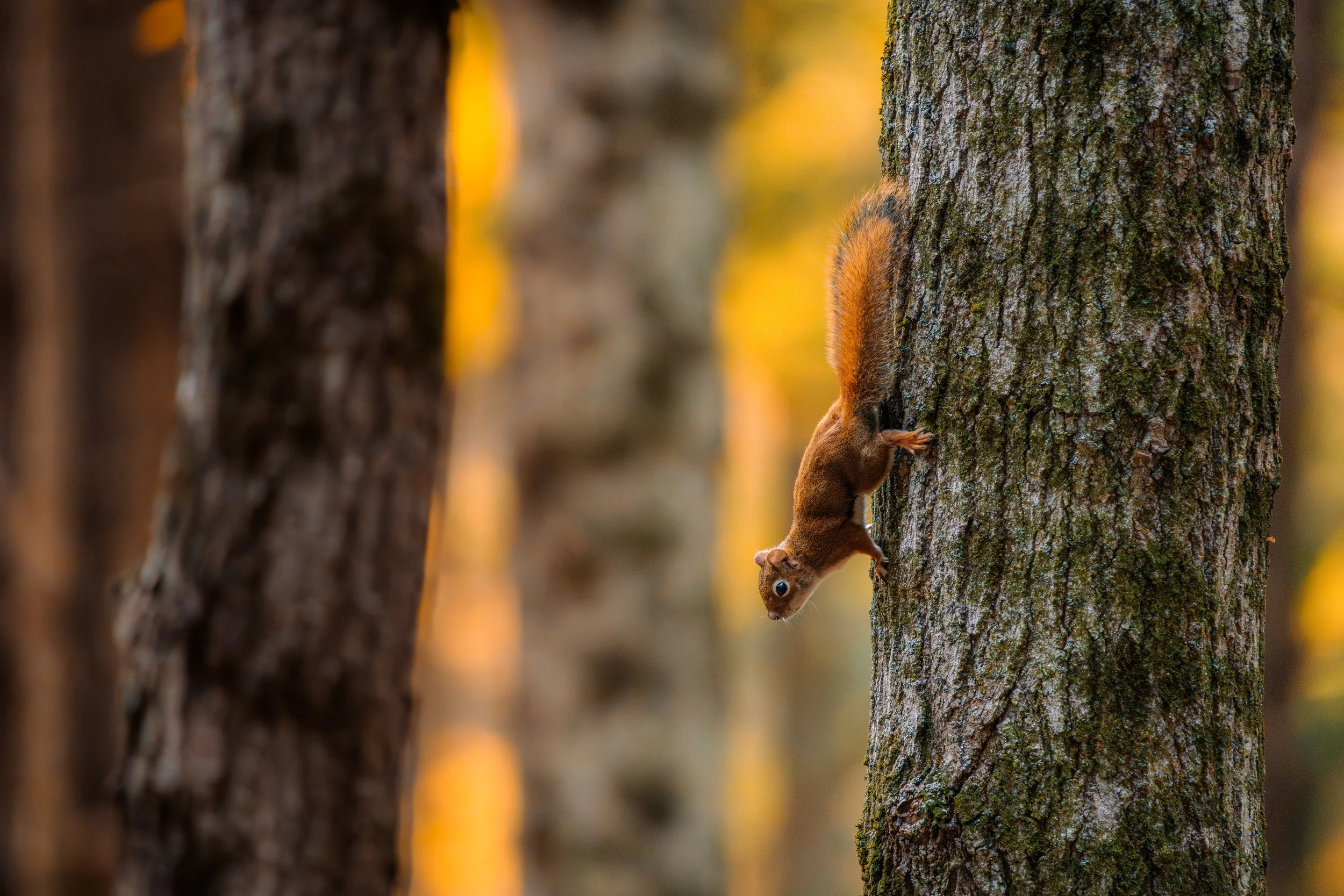 A squirrel is climbing down a tree trunk in a forest with warm, orange-hued lighting.