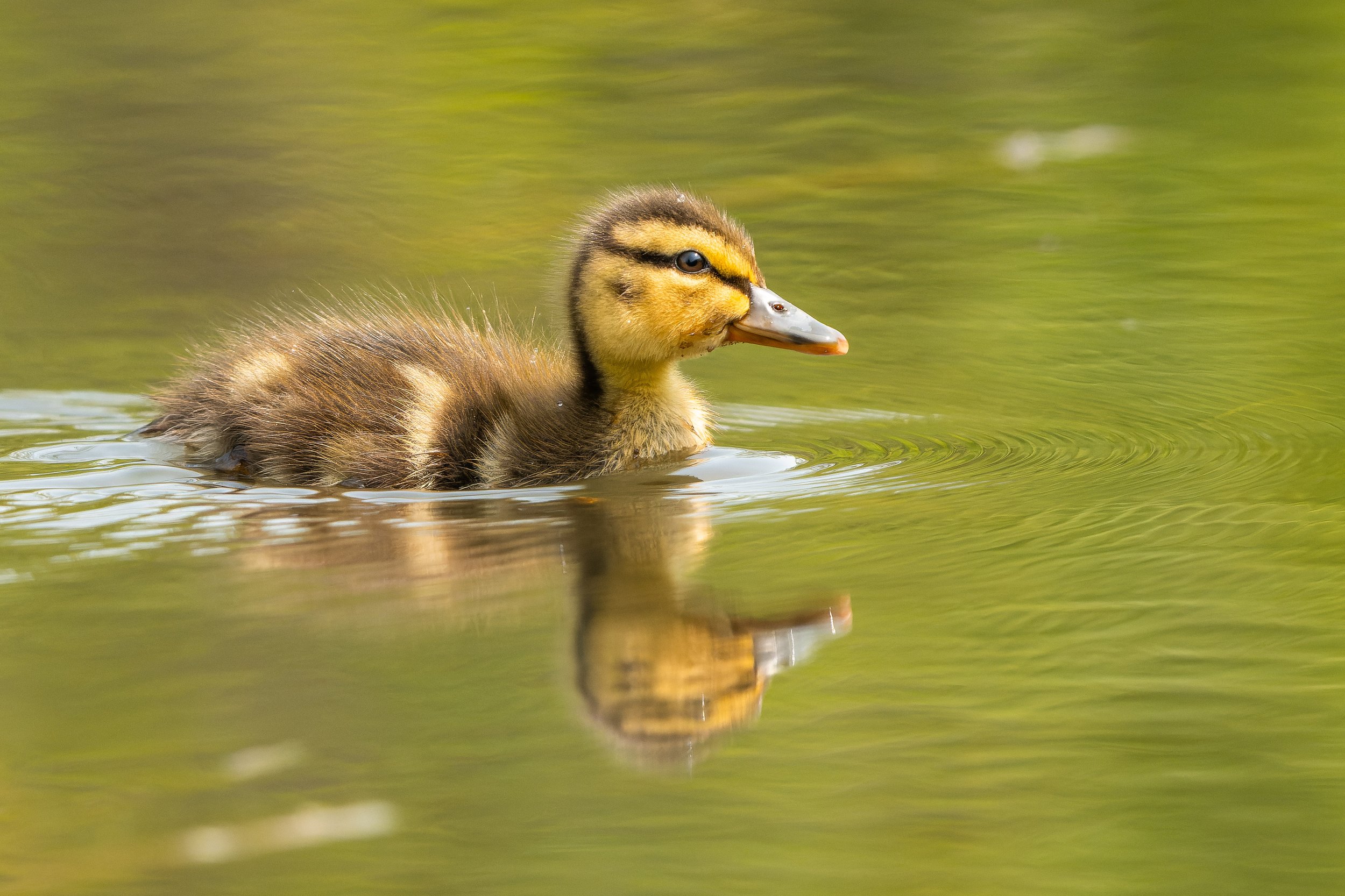 A duckling swimming in a body of water with a greenish background.