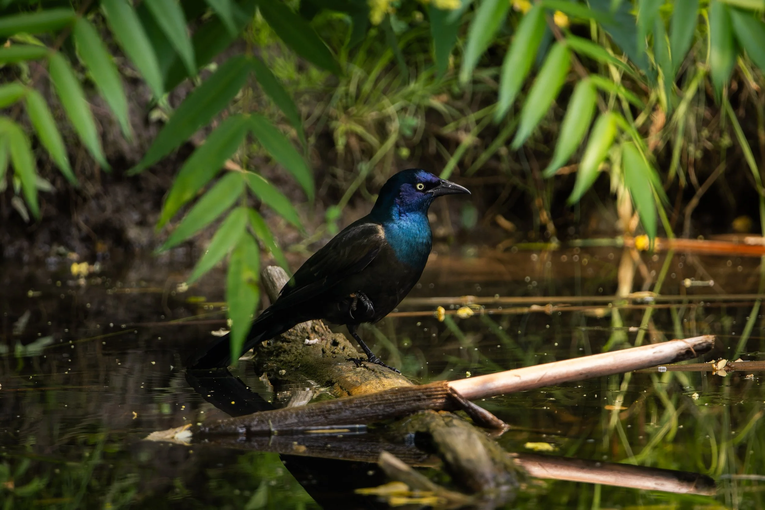 A dark-colored bird with iridescent blue and purple hues perched on a branch near water, surrounded by green leafy vegetation.