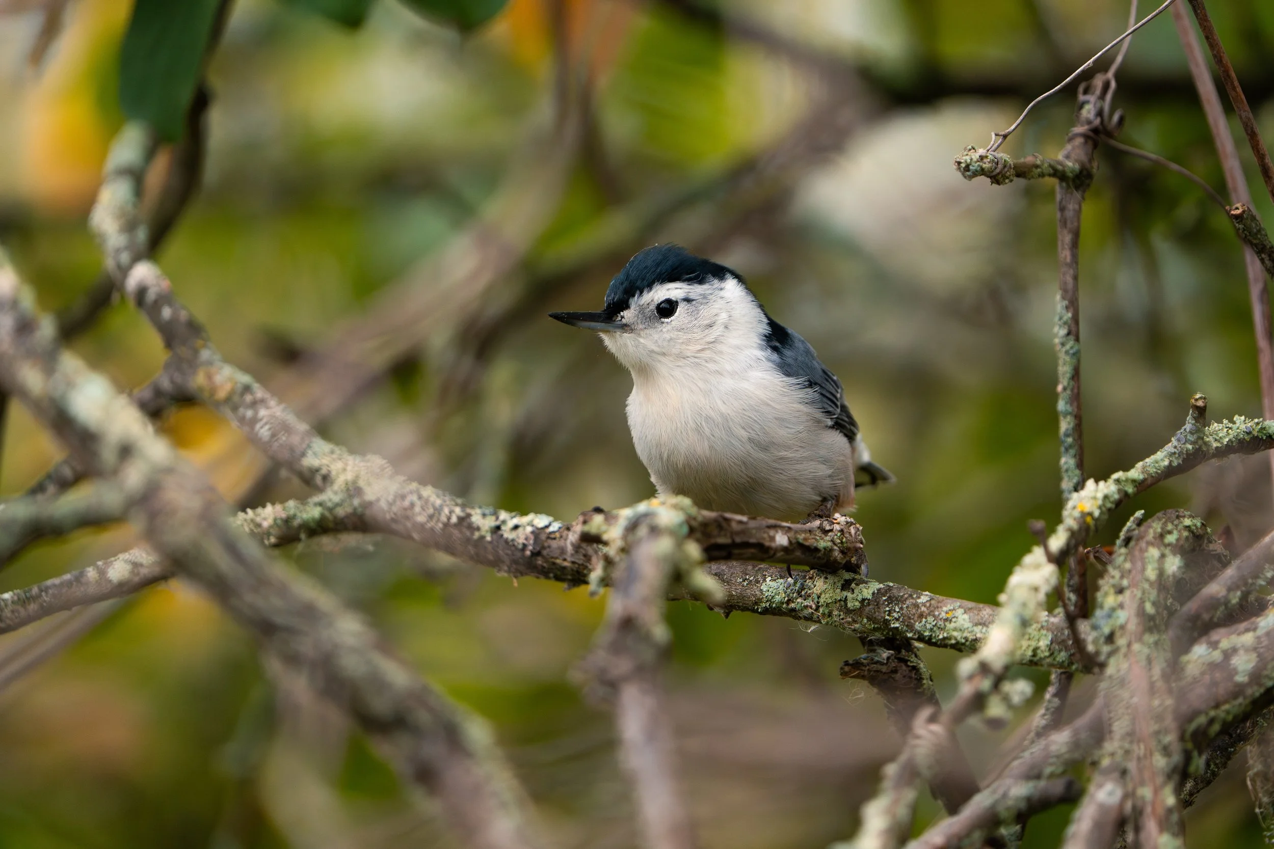 A small bird with black and white plumage perched on a moss-covered branch in a dense, green forest.