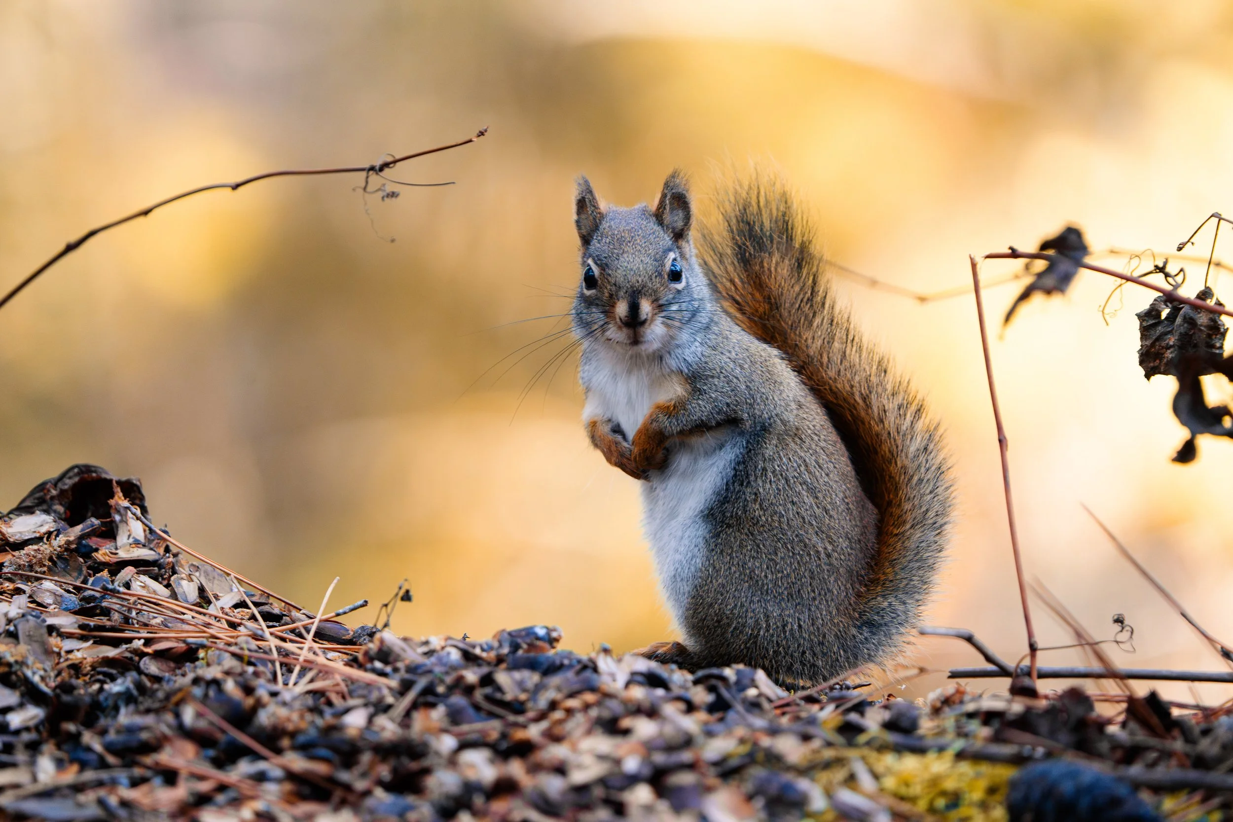 A squirrel stands on the ground among dried leaves and twigs, with a blurred warm yellow background.