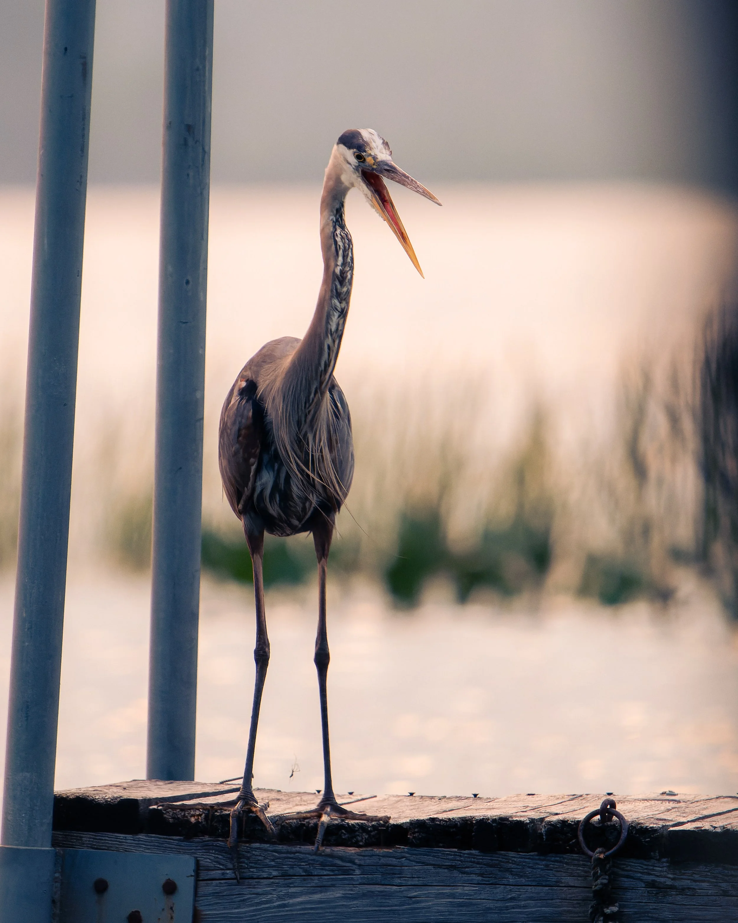 A heron standing on a wooden dock near a body of water, with a background of water and sky.