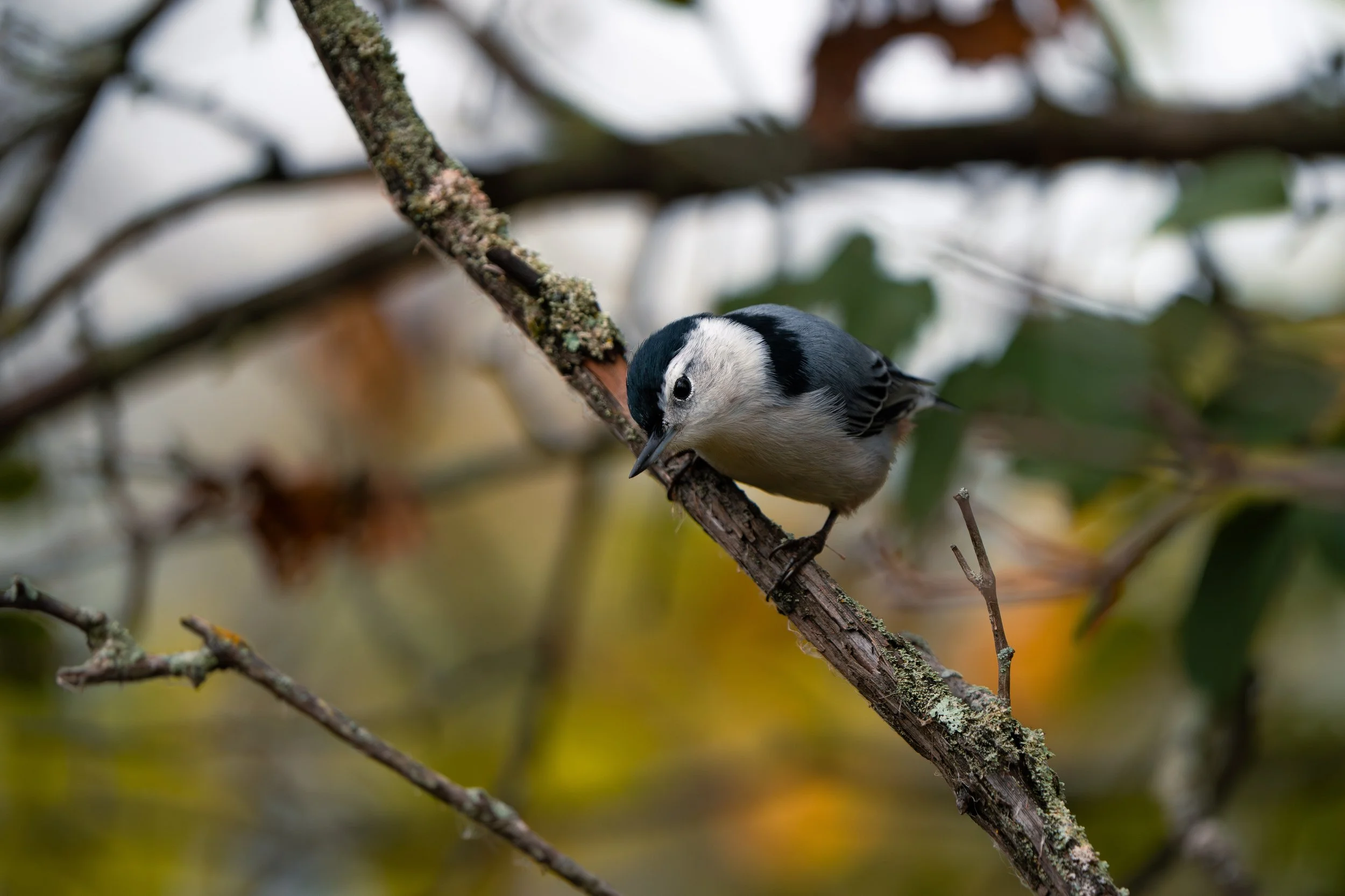 A small black and white bird perched on a moss-covered branch among blurred autumn leaves.