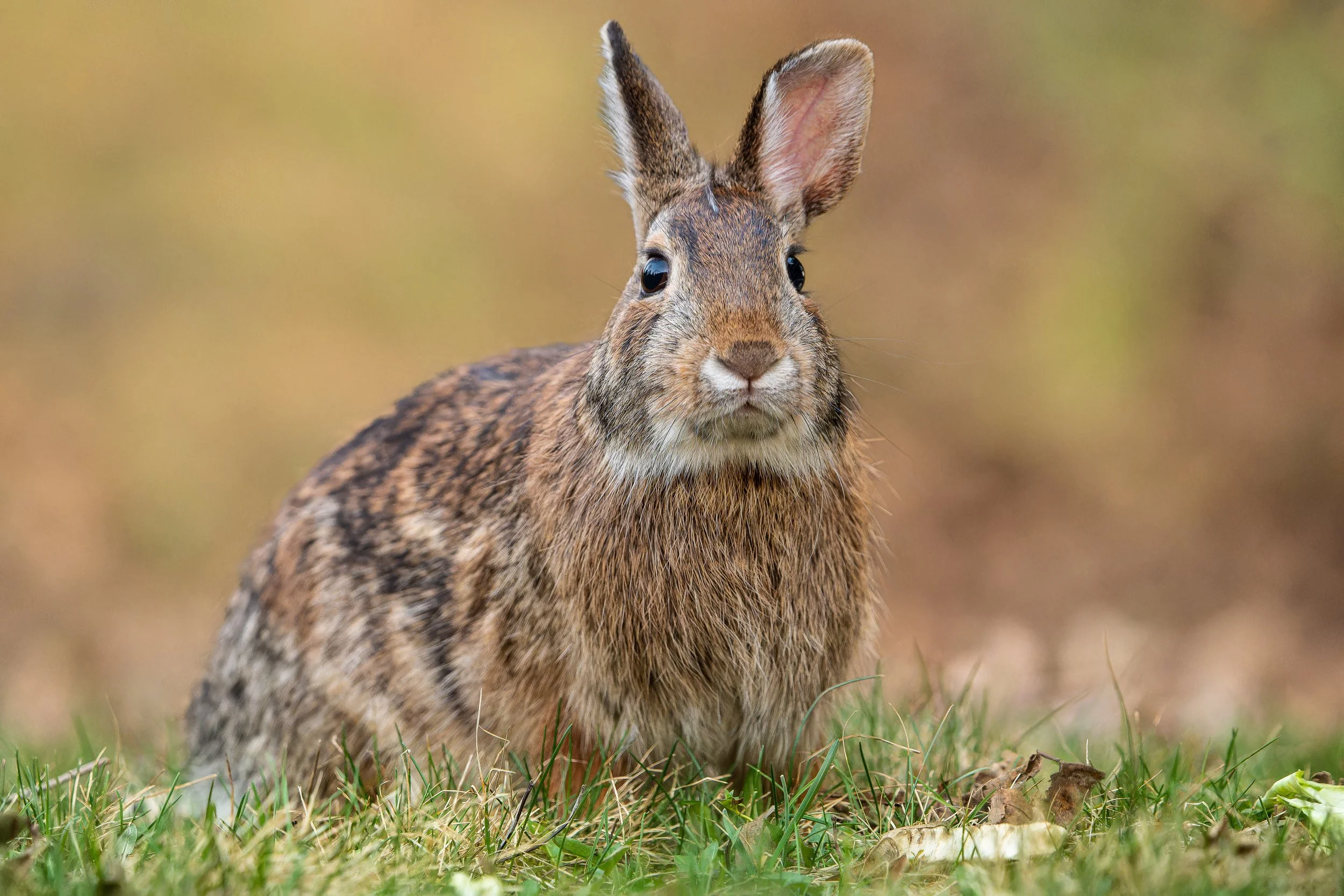 A close-up of a rabbit with brown mottled fur, sitting on grass with a blurred natural background.
