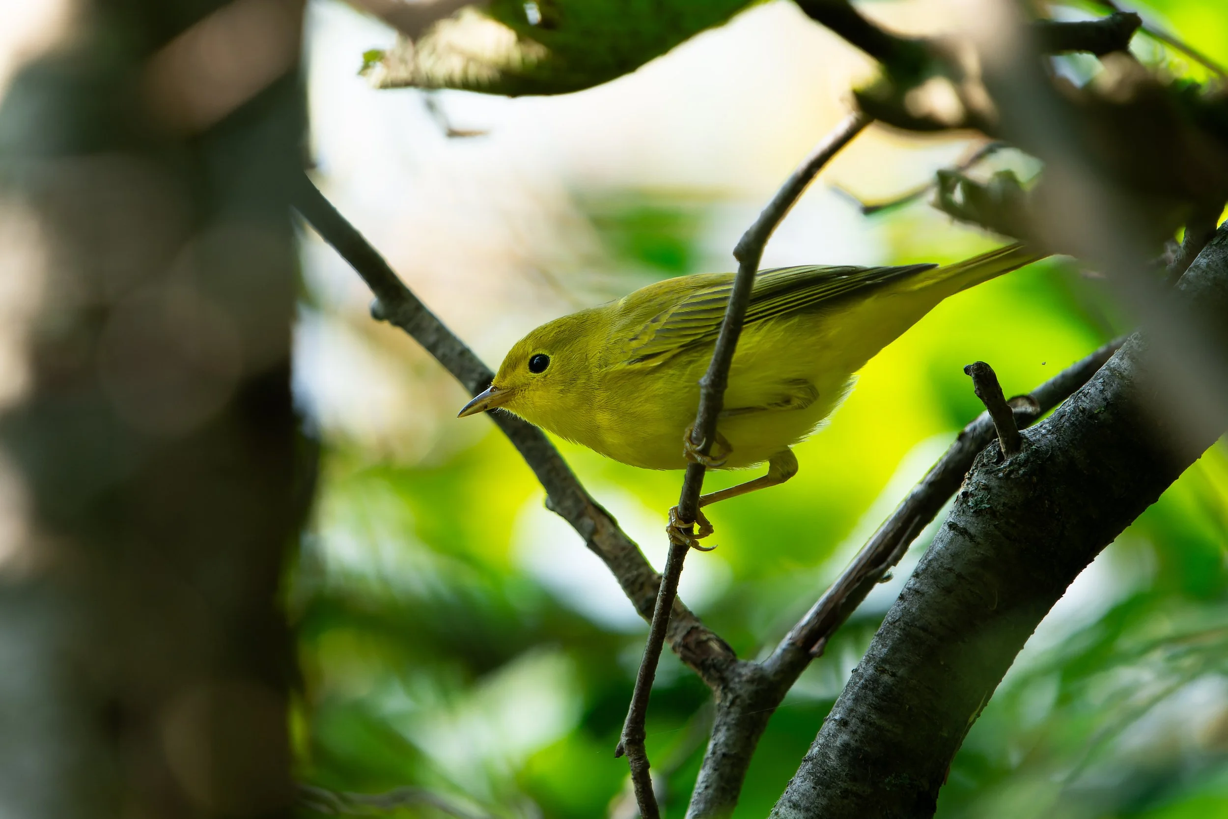 A small yellow bird with black eyes perched on a tree branch among green leaves, viewed through a partially blurred foreground of foliage.