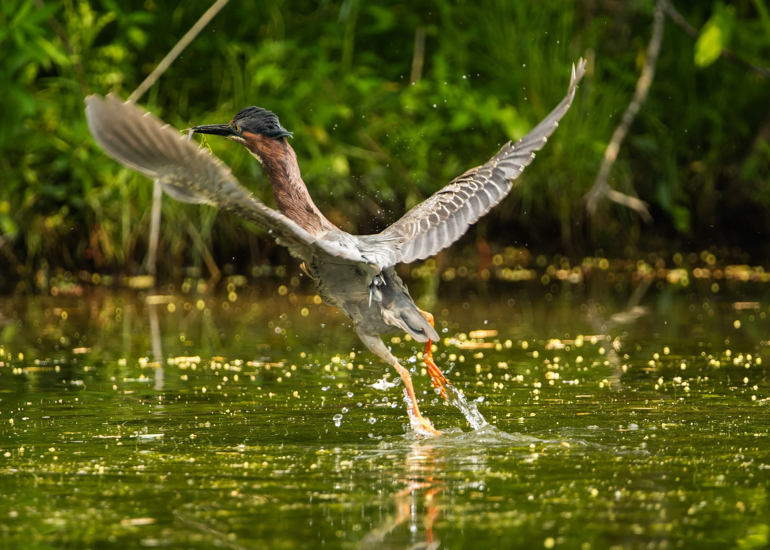 A bird landing on water with wings spread and water droplets flying around, surrounded by green foliage.