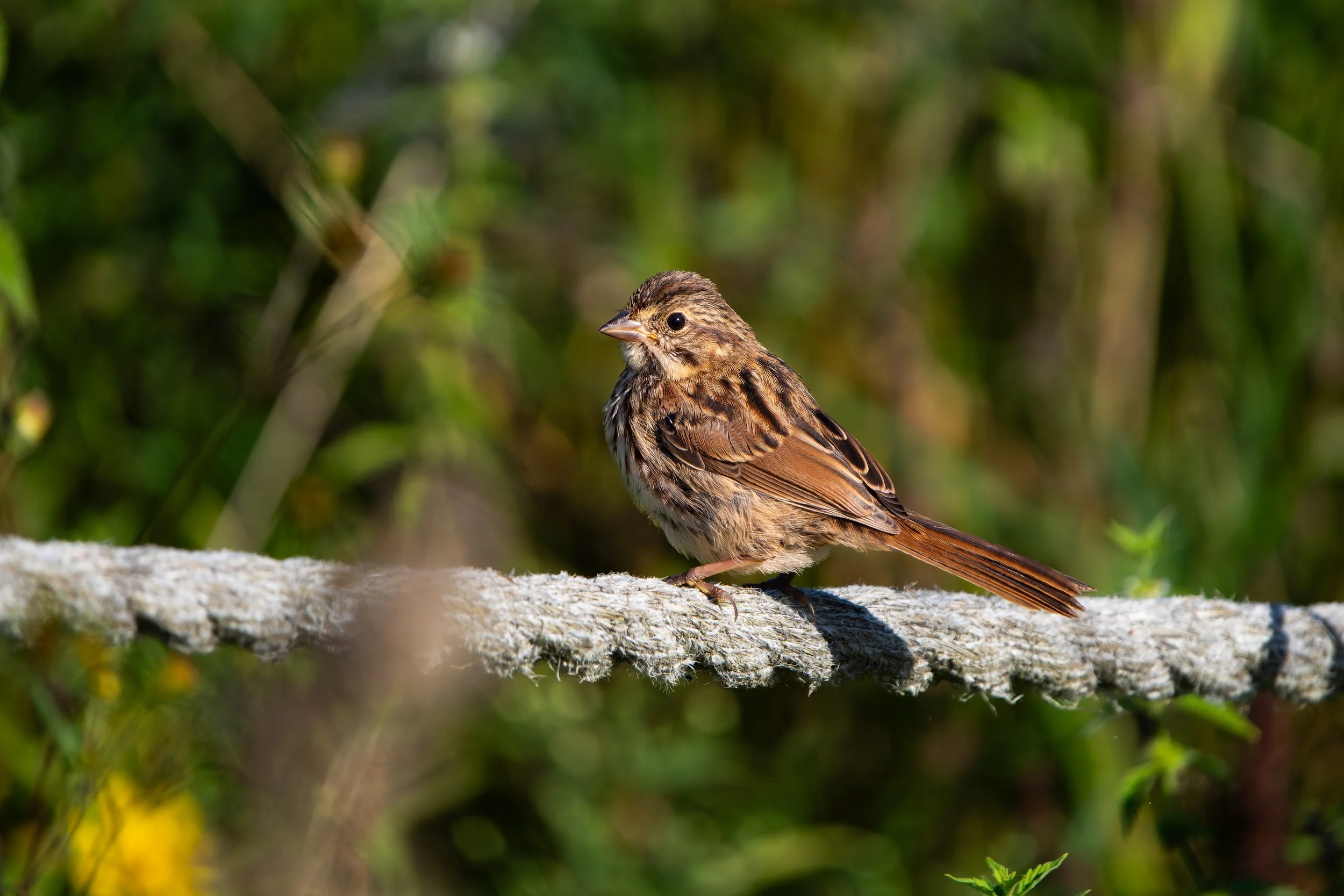 A small brown bird with streaked feathers perched on a tree branch in a green forest.