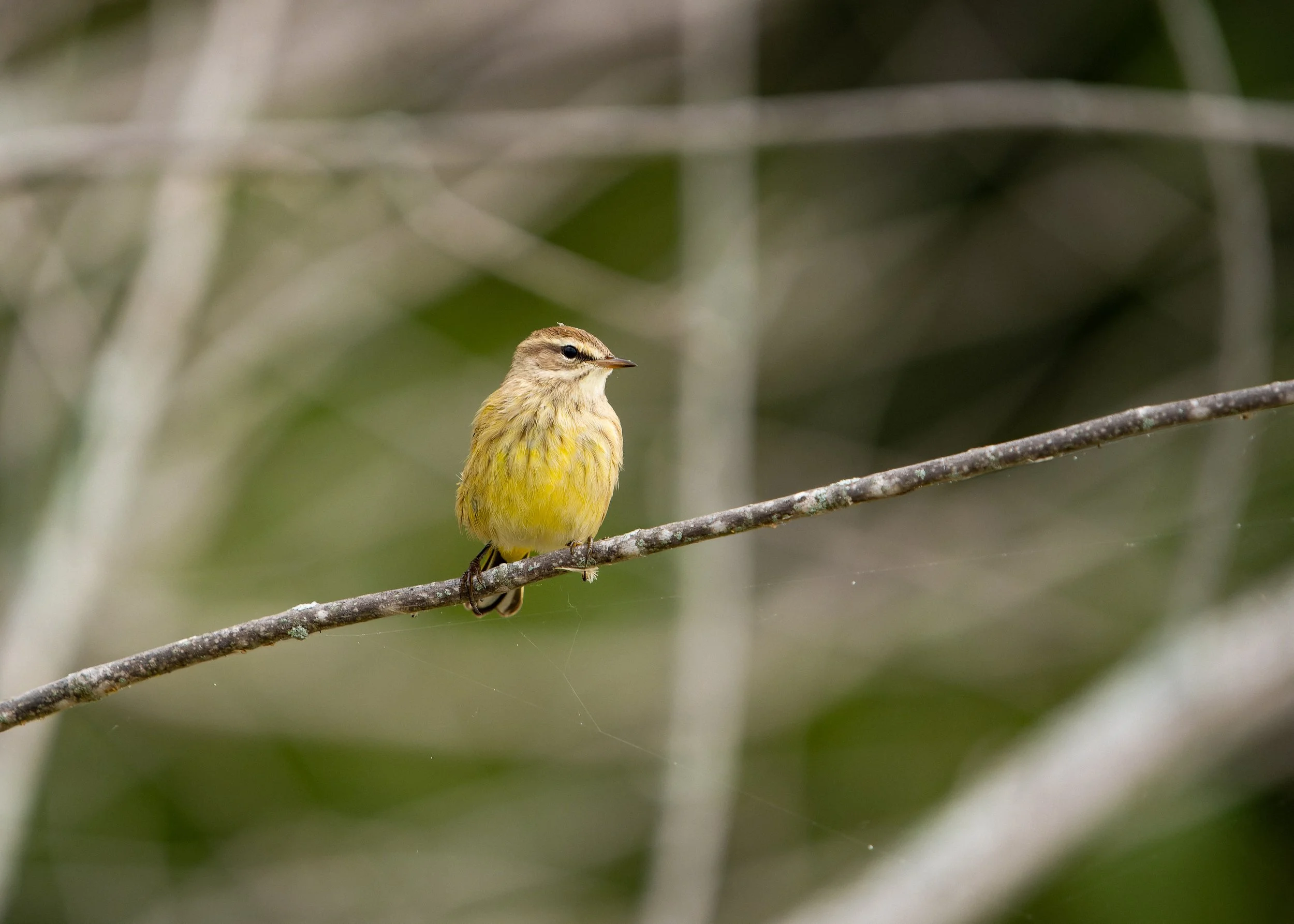 A small yellow bird with brown markings perched on a thin branch in a green, blurred natural background.