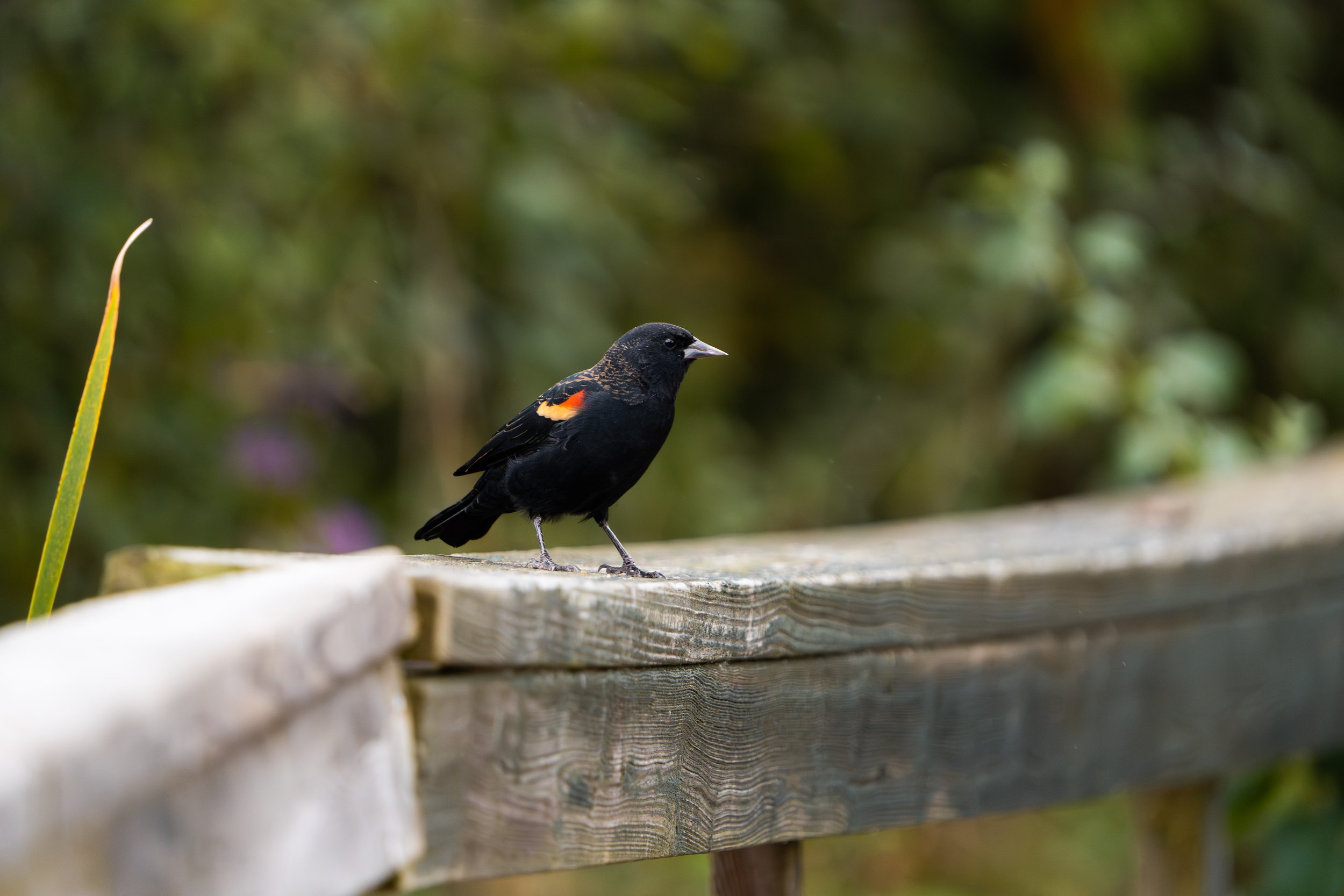 A black bird with orange markings on its side, standing on a wooden surface with a blurred green background.