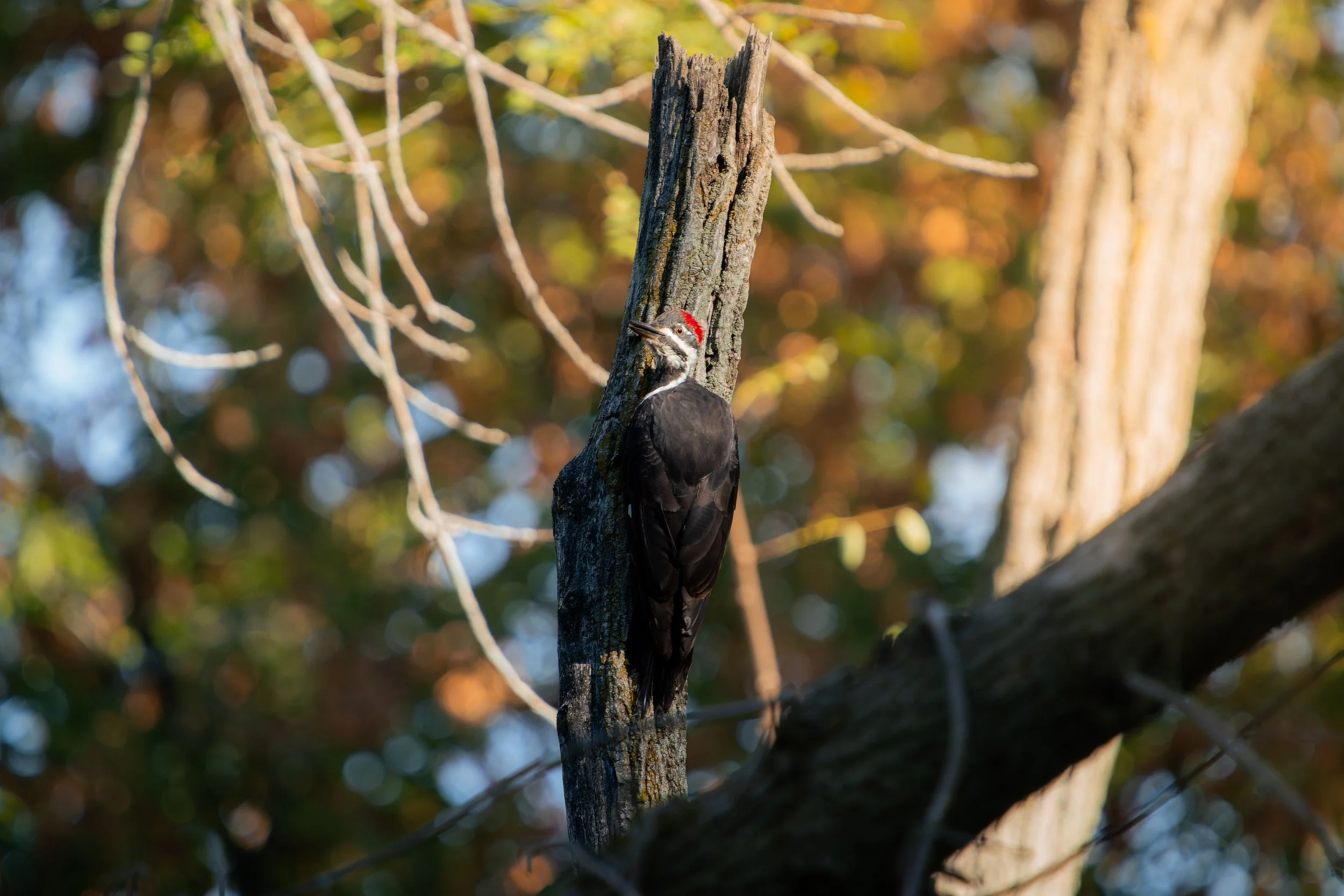 A woodpecker with a red cap on a tree trunk in a forest with autumn-colored leaves.