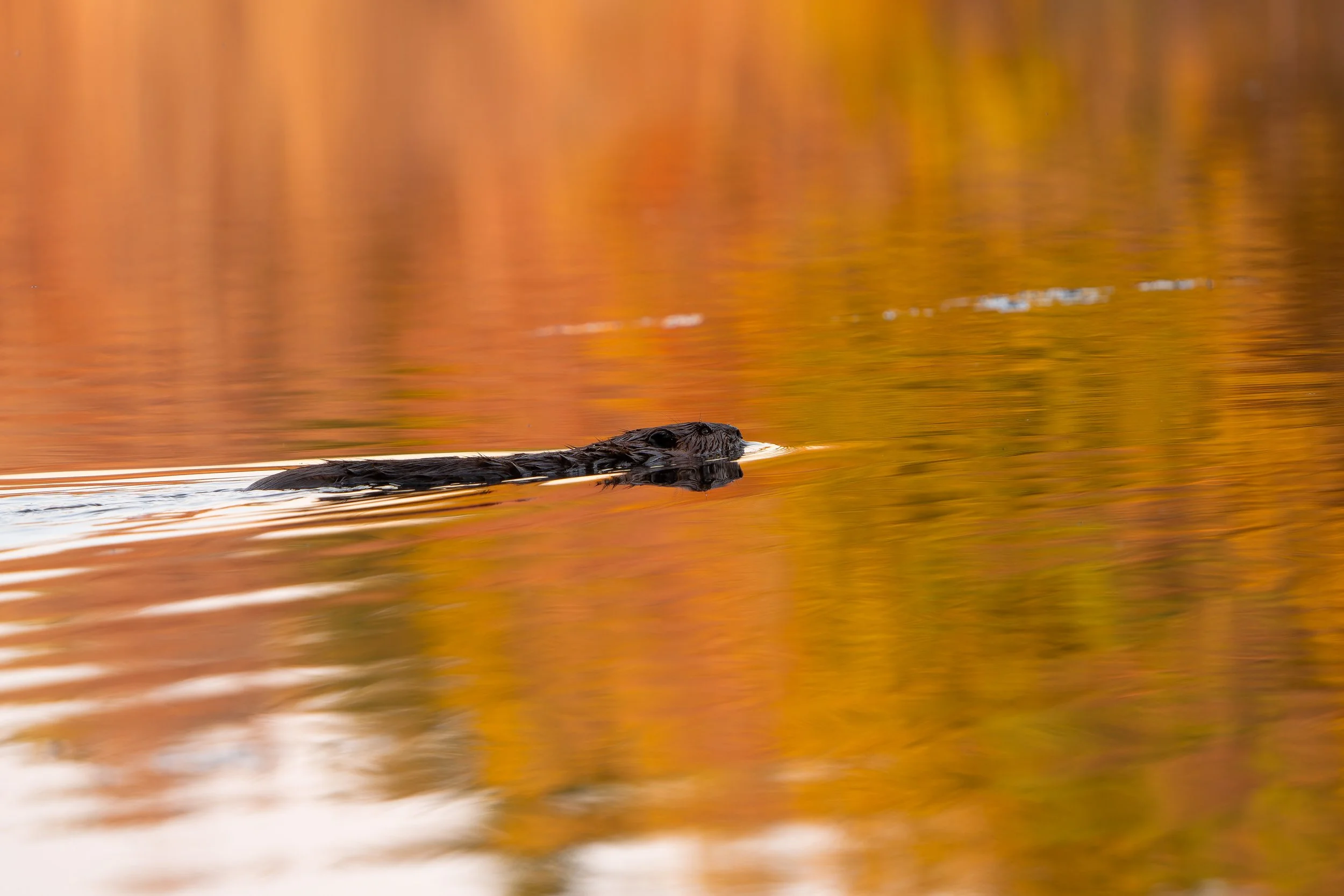 A dark-furred animal, likely a beaver or otter, swimming in calm water with an orange and yellow autumn forest reflected in the background.