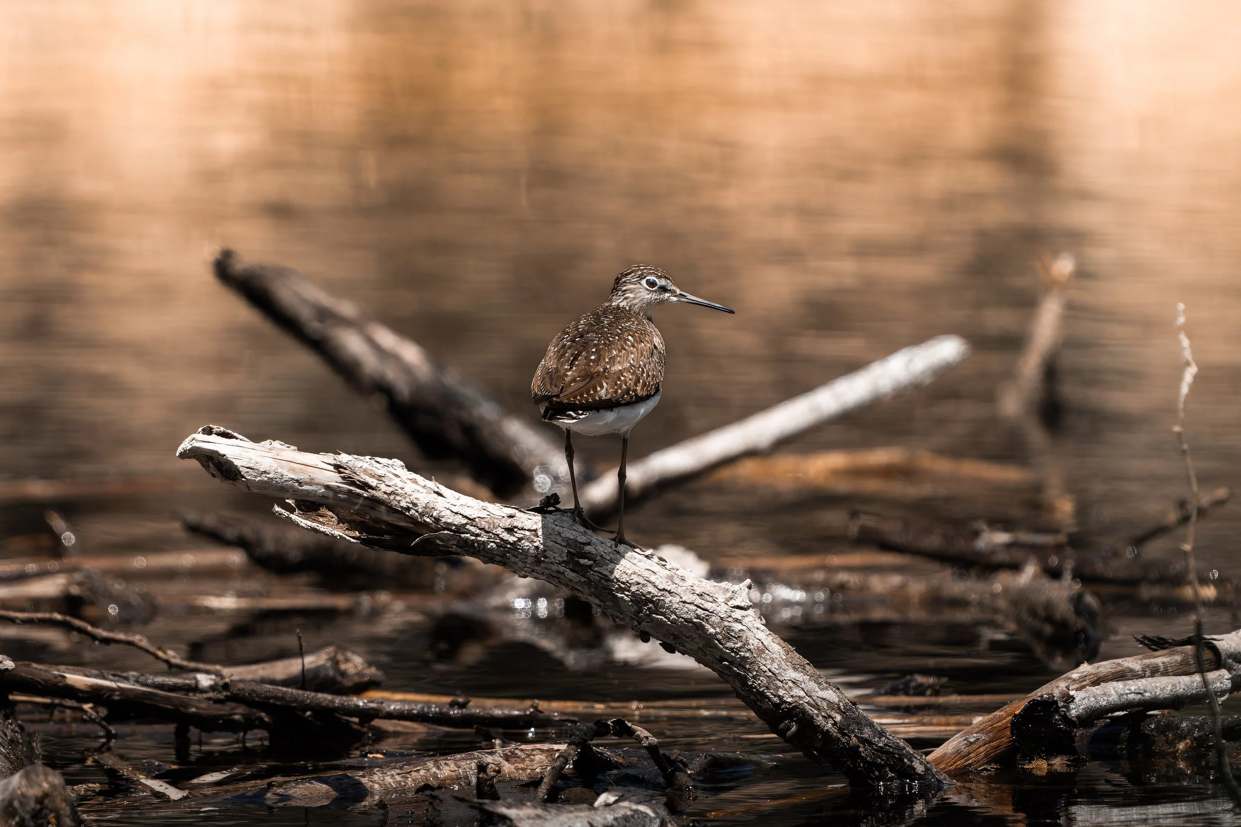 A brown bird with spotted plumage perched on a fallen branch over water with a blurred brown background.