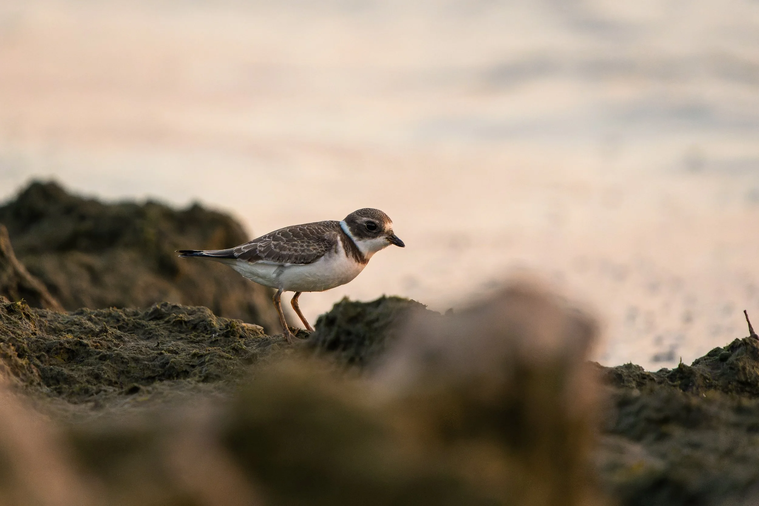 A small bird with a brown and white body and a distinctive blue ring around its neck perches on a rocky surface near the water, with a blurred background of sky and water.