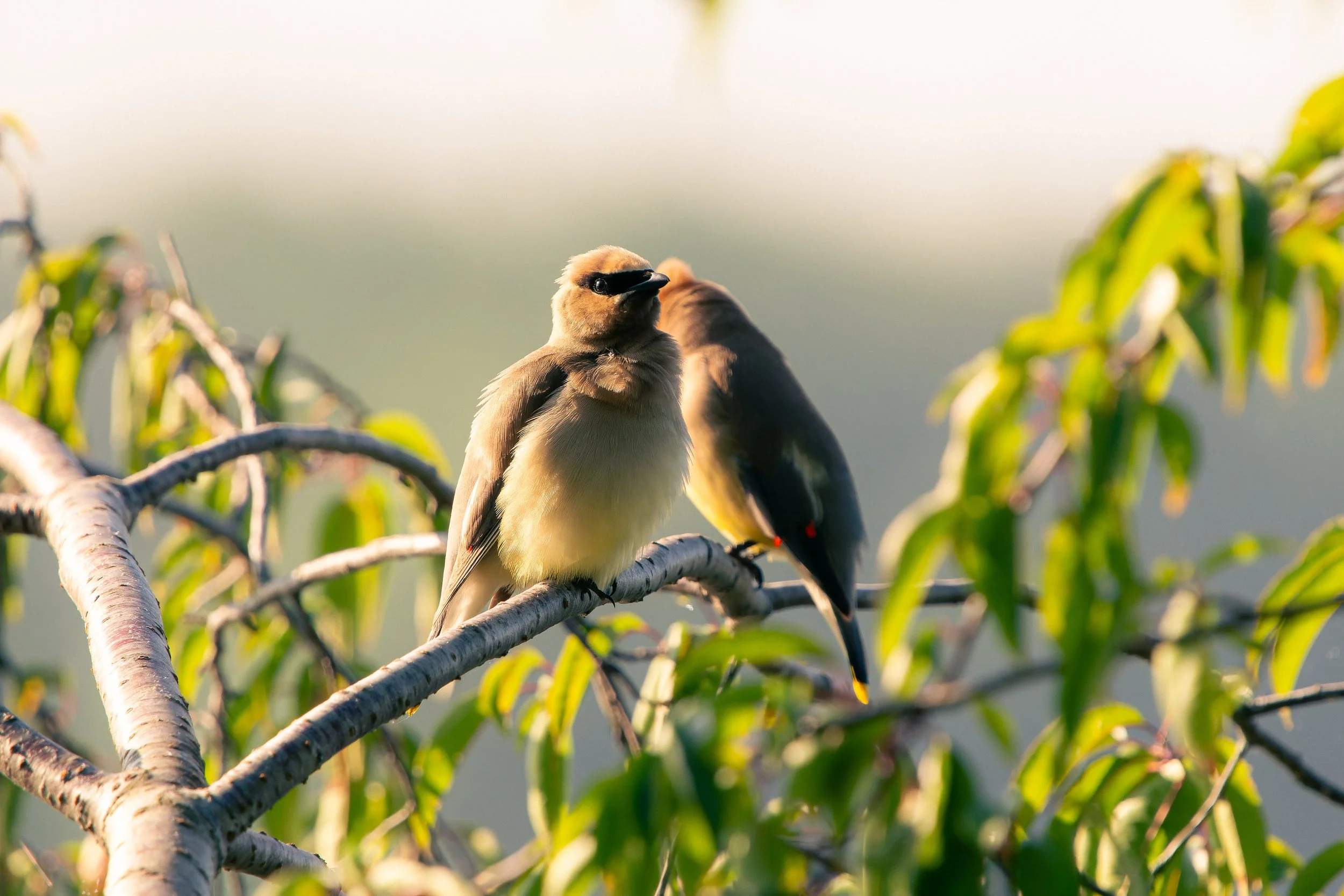 Two birds perched on a tree branch among green leaves, with a soft background.