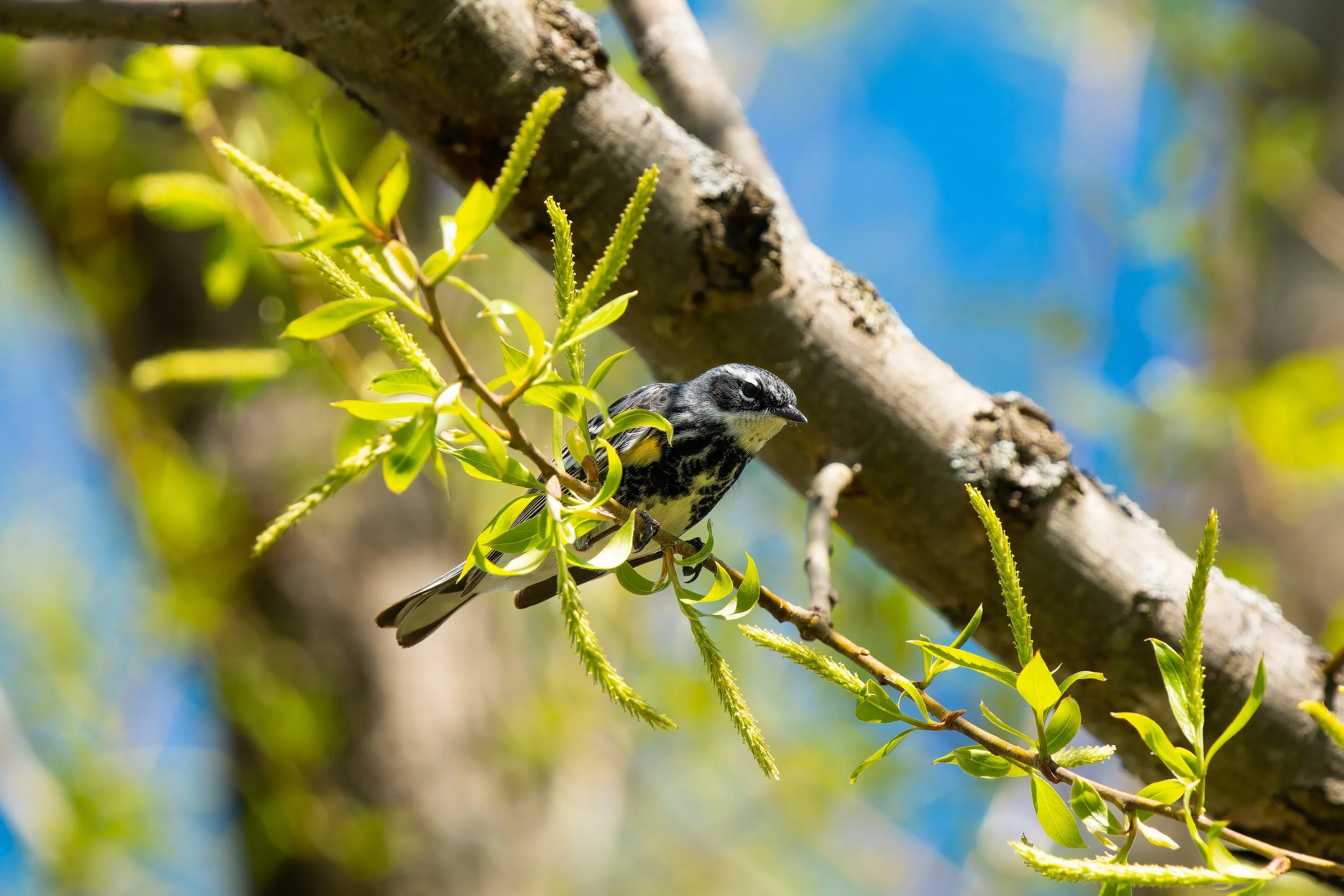 A small bird perched on a branch among bright green leaves, with a background of blue sky and blurred foliage.