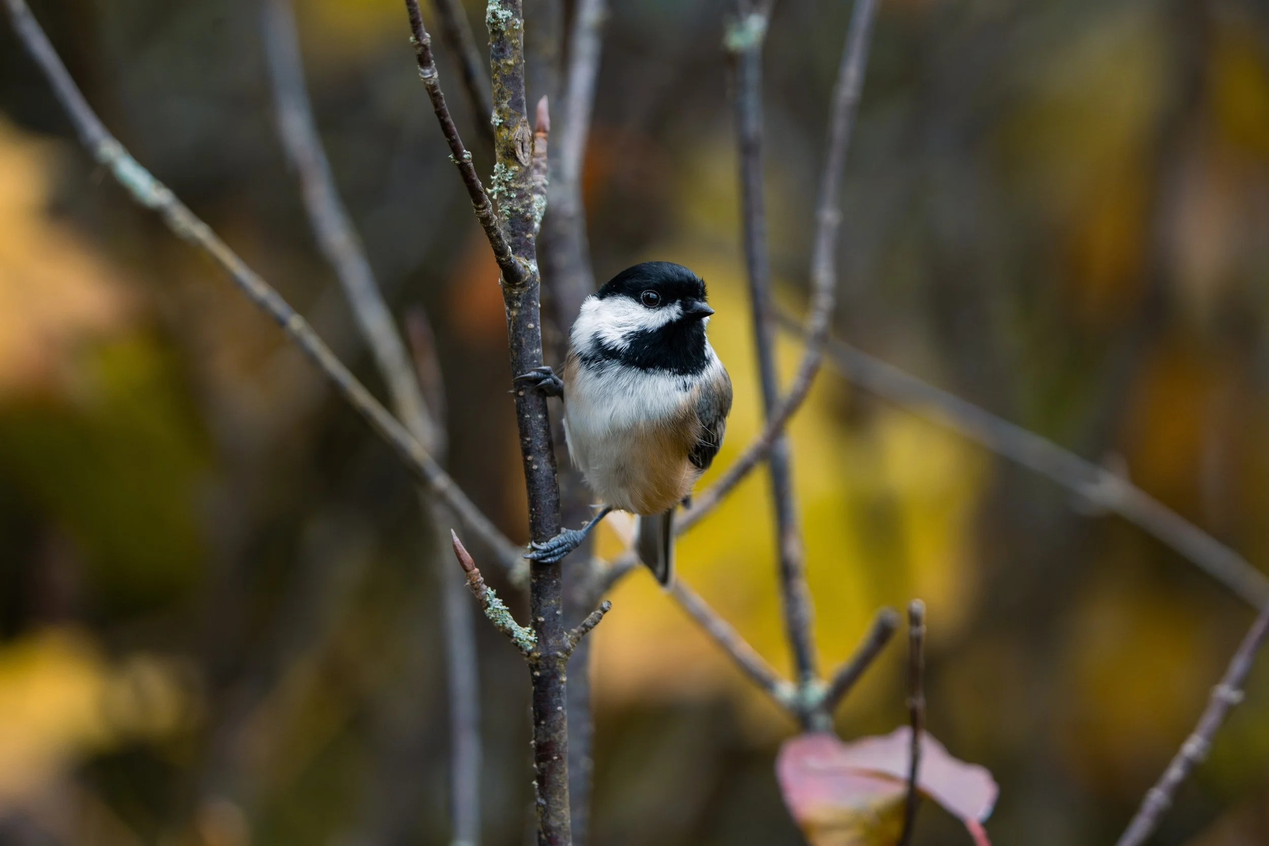 A small black and white bird perched on a branch among blurred autumn foliage.