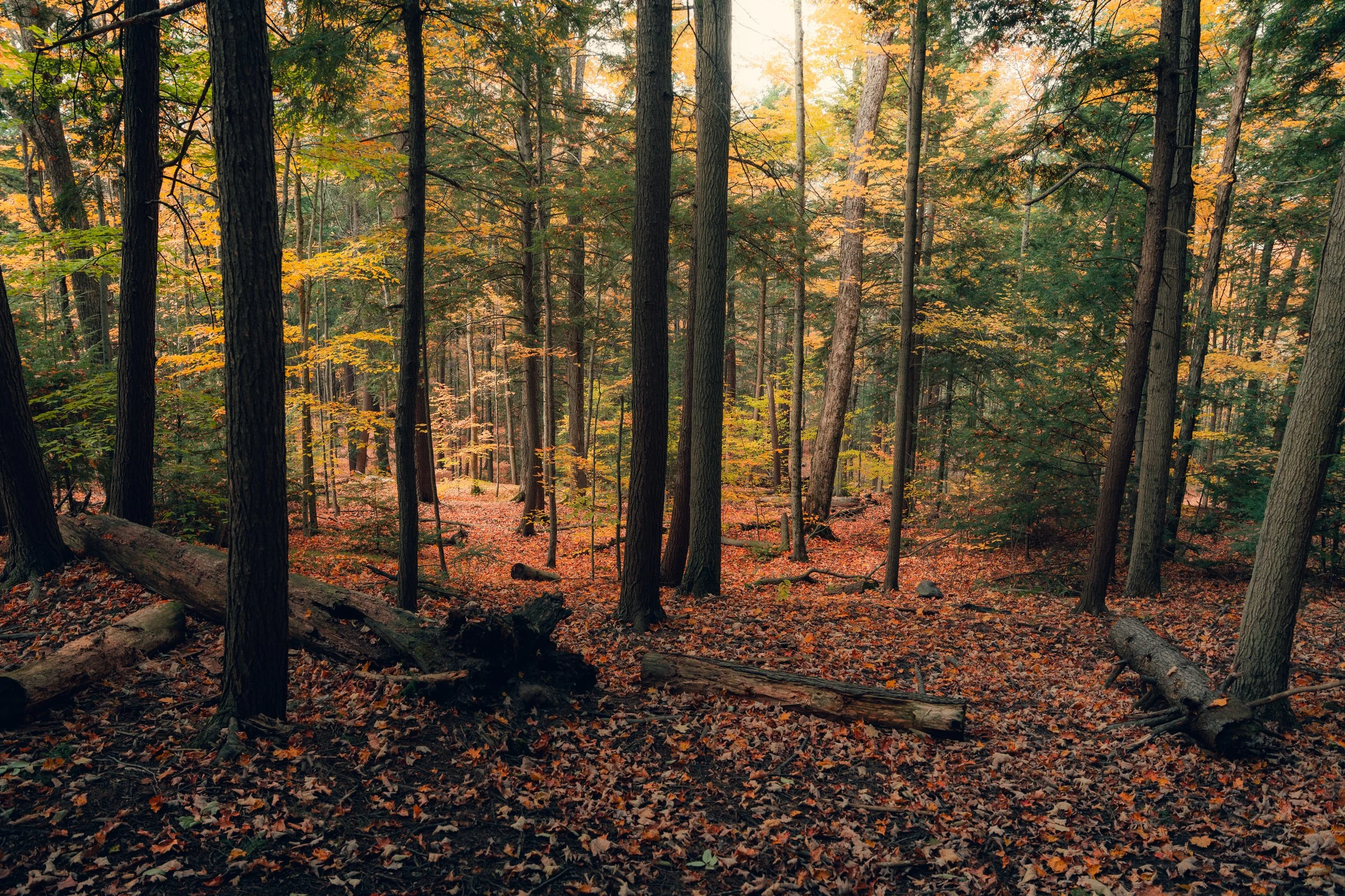 A dense forest with tall trees displaying fall foliage, fallen leaves covering the ground, and sunlight filtering through the trees.