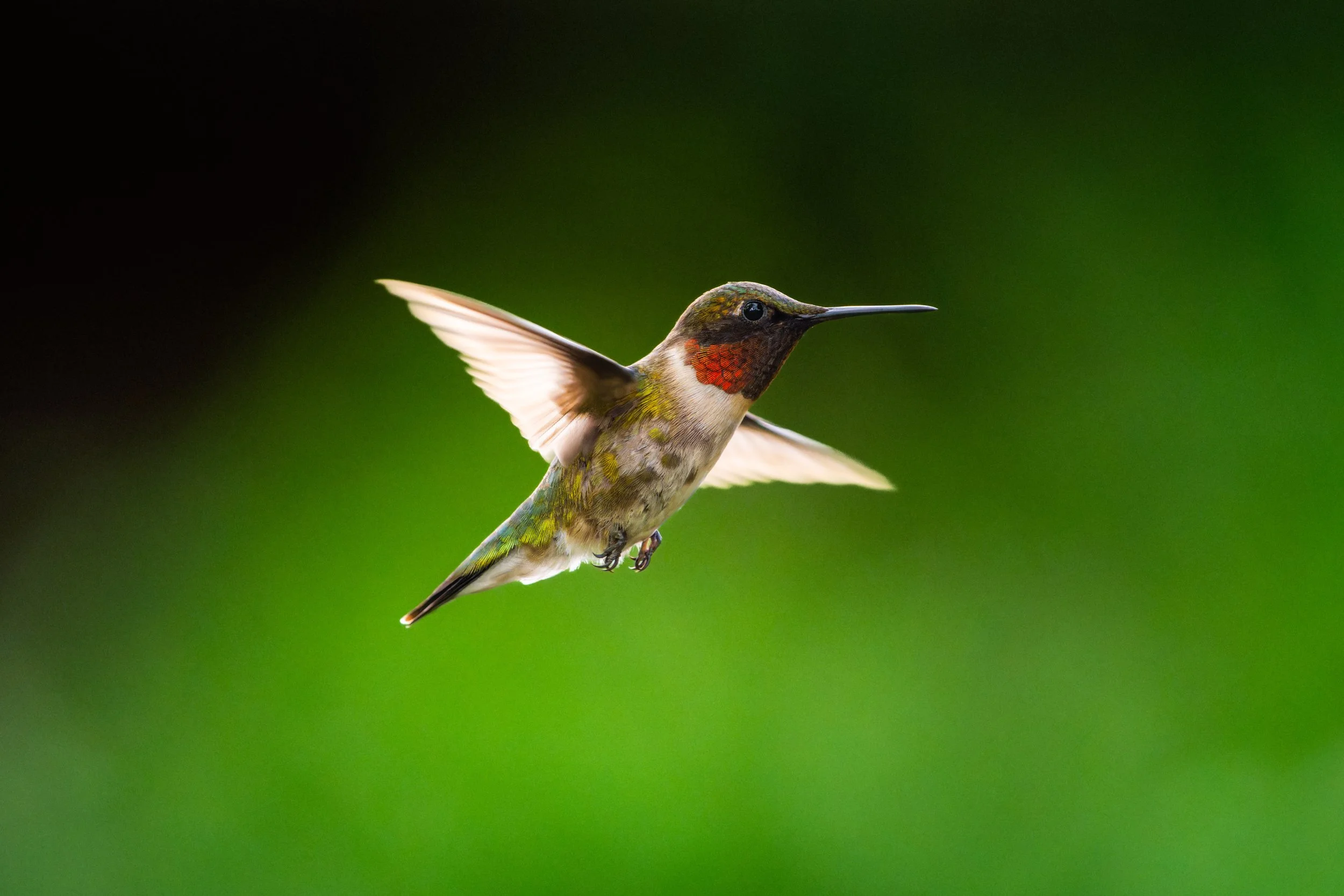 A hummingbird in flight with green background.