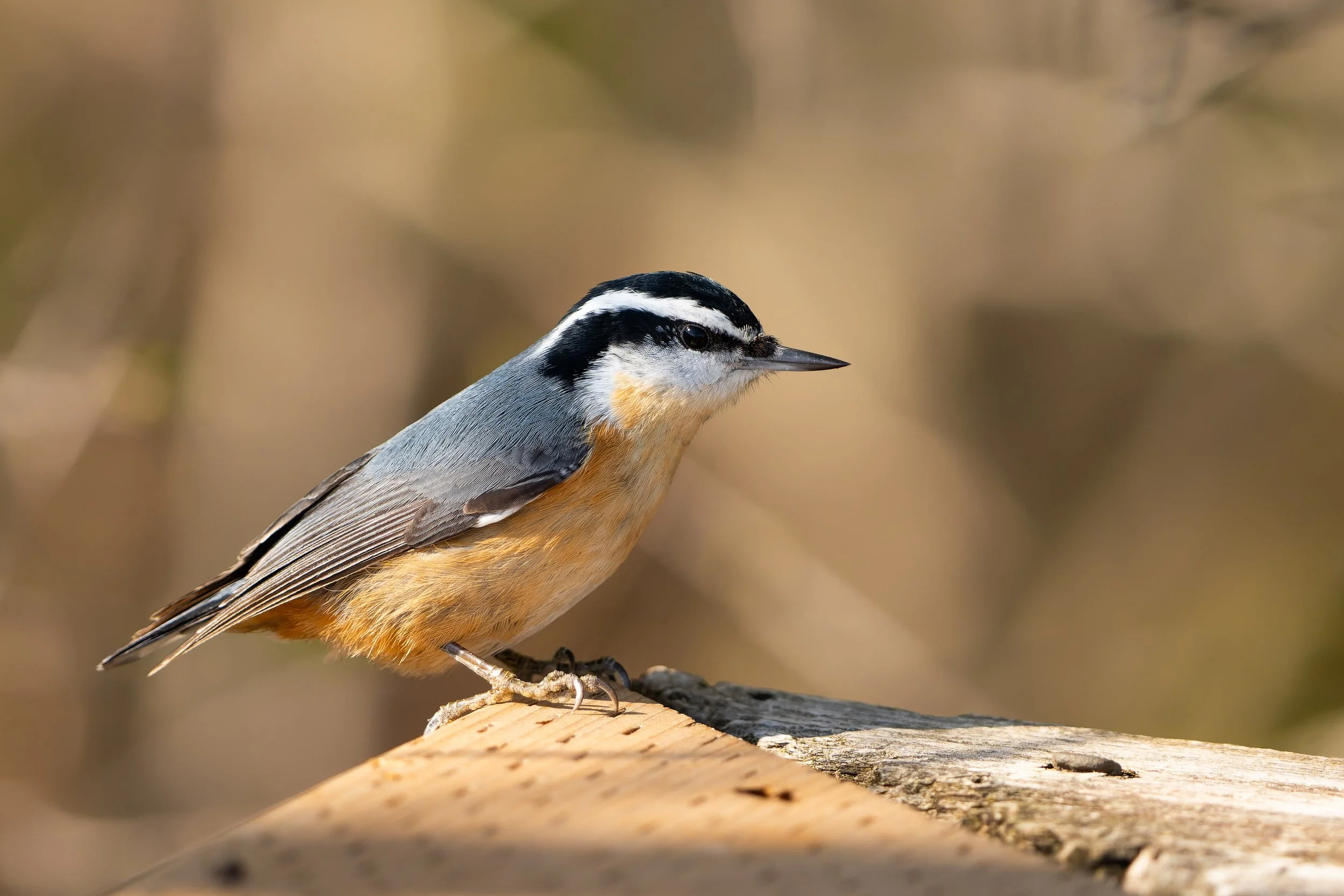 A small bird with black and white markings on its head and a light orange chest, perched on a weathered wooden log in a natural outdoor setting.
