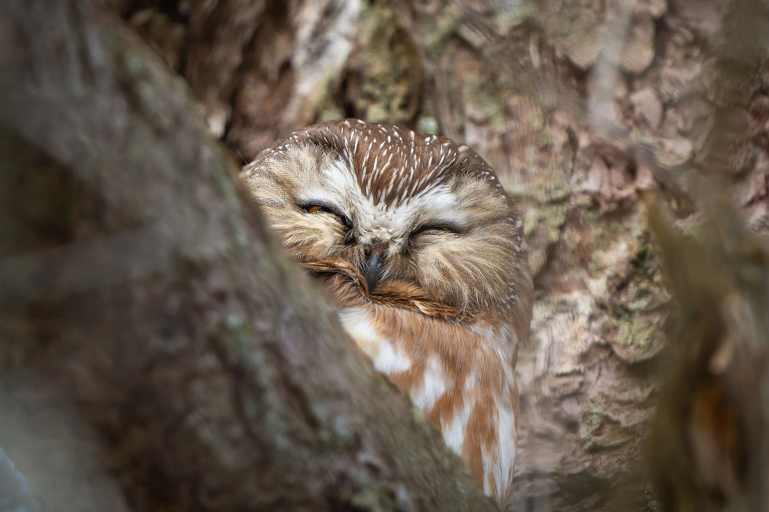 A Saw-whet Owl partially hidden between tree branches and looking out.