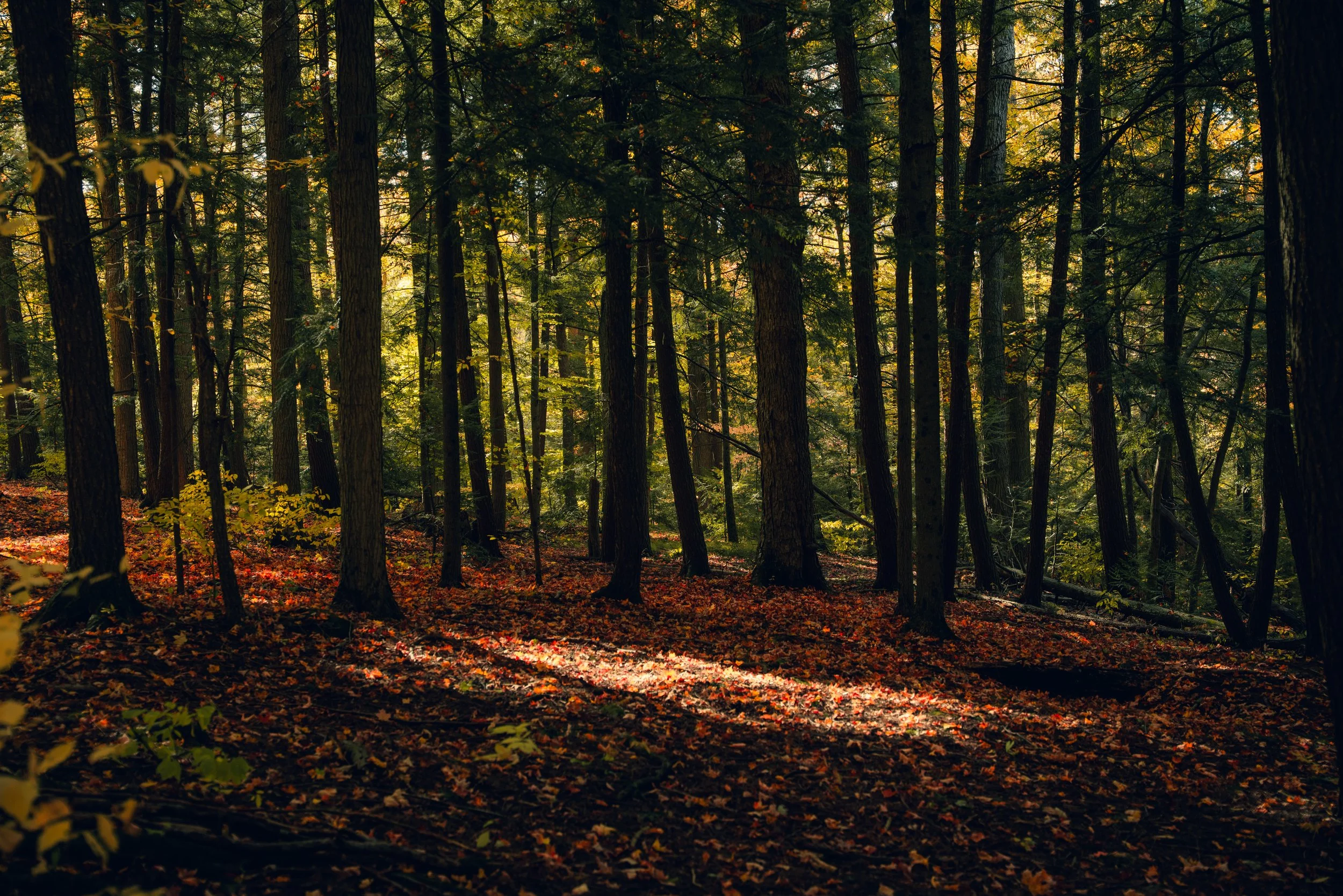 Sunlight filters through tall trees in a dense forest, illuminating fallen leaves on the forest floor during autumn.