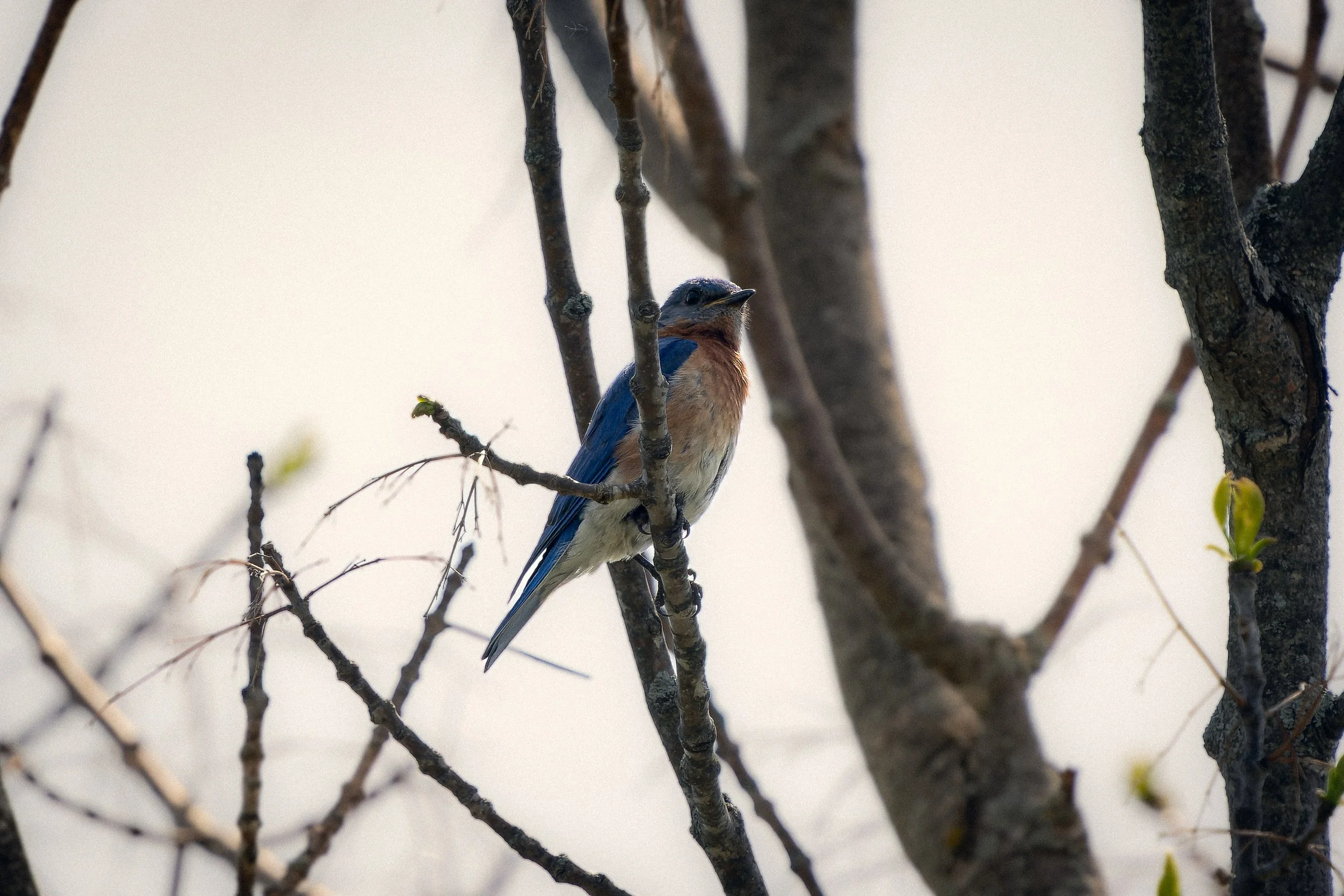 A small blue and brown bird perched on a tree branch among thin, bare branches, with a blurry background.