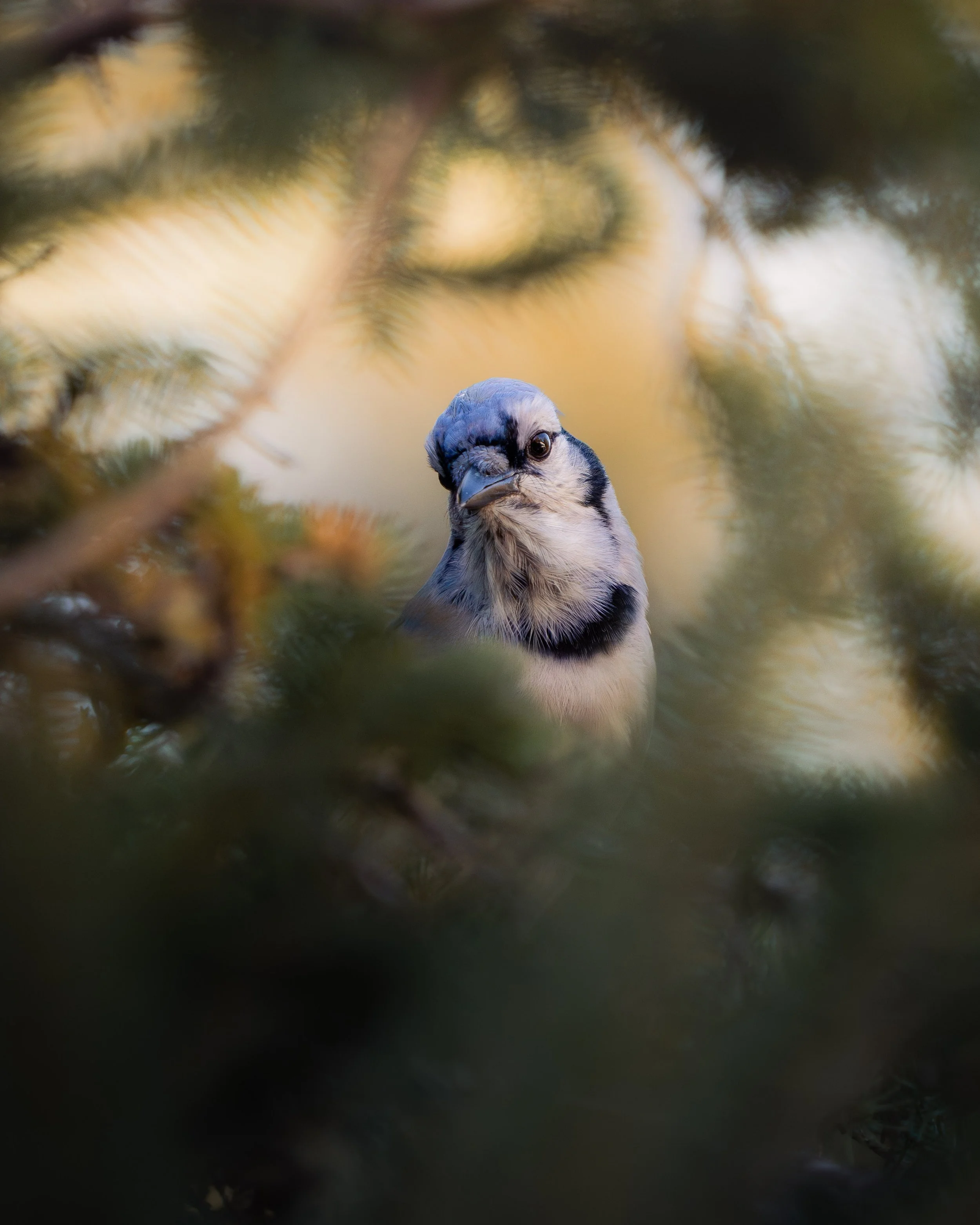 Close-up of a bird, possibly a chickadee, among blurred branches and foliage with a large, out-of-focus face in the background.
