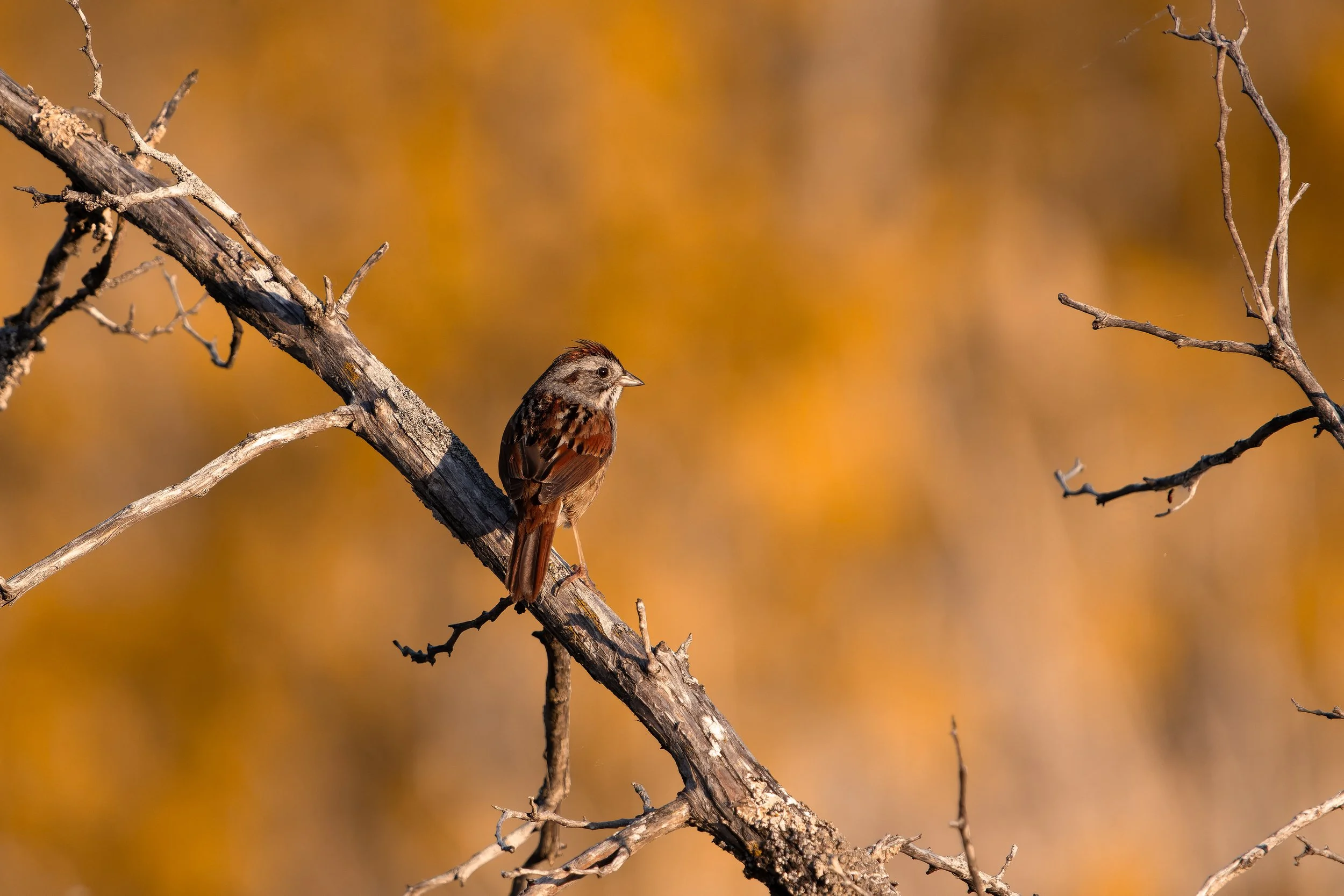 A small bird with brown feathers perched on a leafless, twisted tree branch against a blurred warm-colored background.