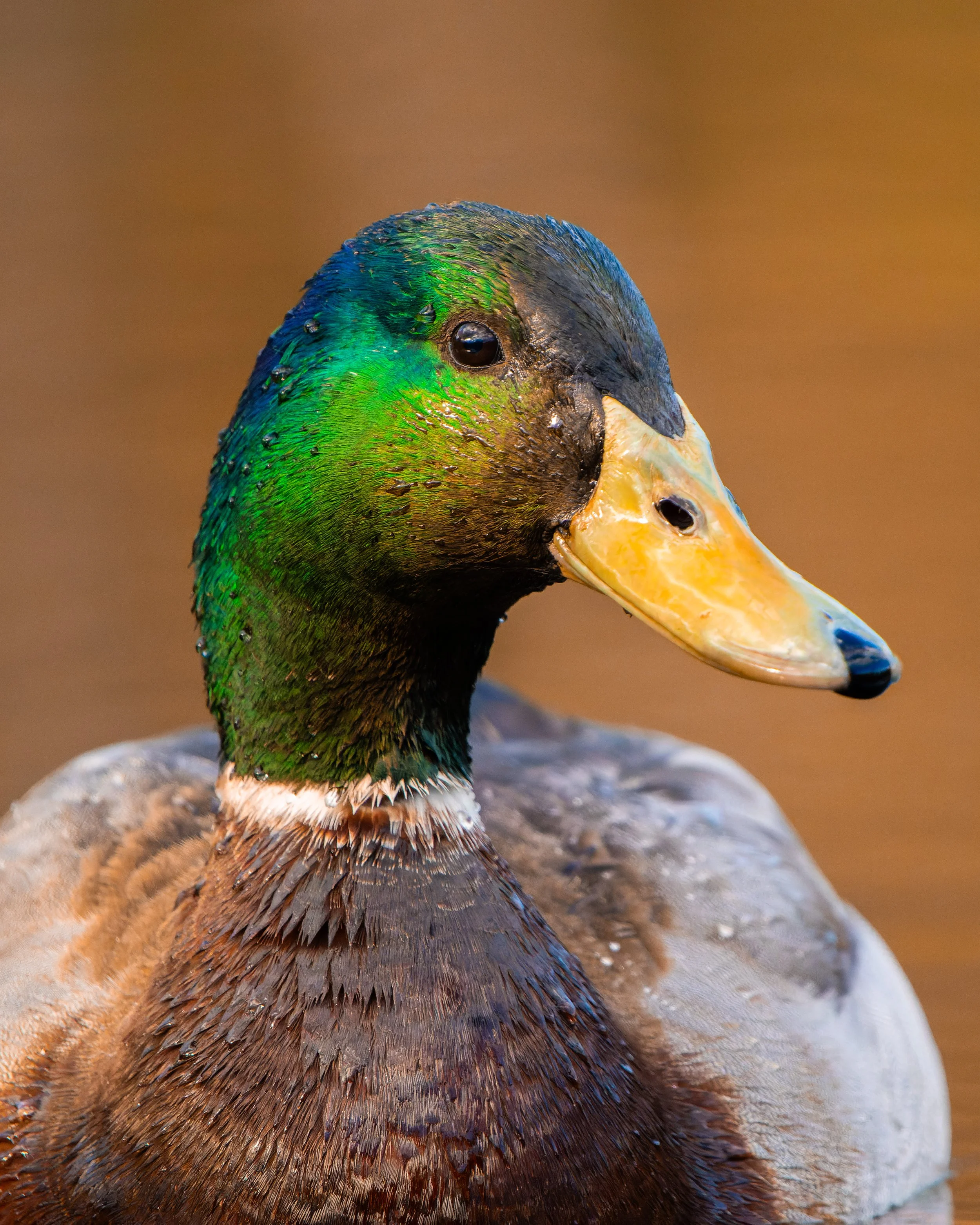 Close-up of a male mallard duck showing its colorful green head, black beak, and brown body with feathers, sitting on a muddy bank.