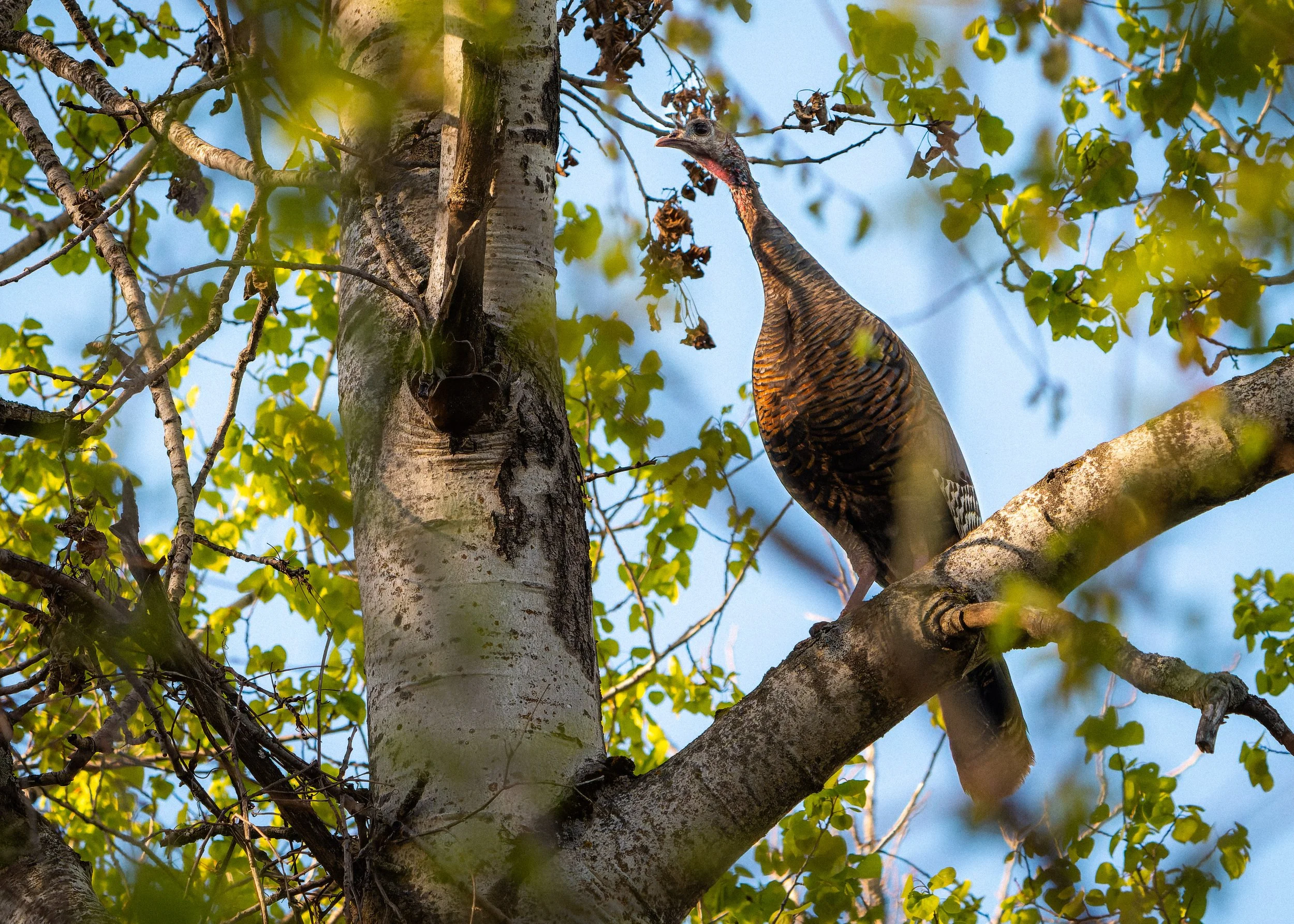 A turkey perched on a tree branch with green leaves, looking out to the side against a blue sky background.