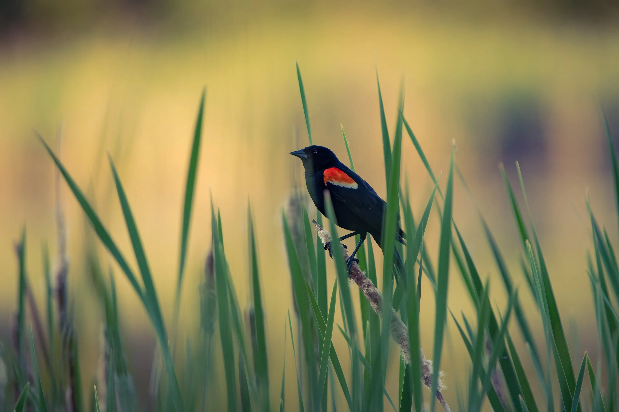 A black bird with red and white markings on its wings perched on a branch among tall green grass with a blurred background.