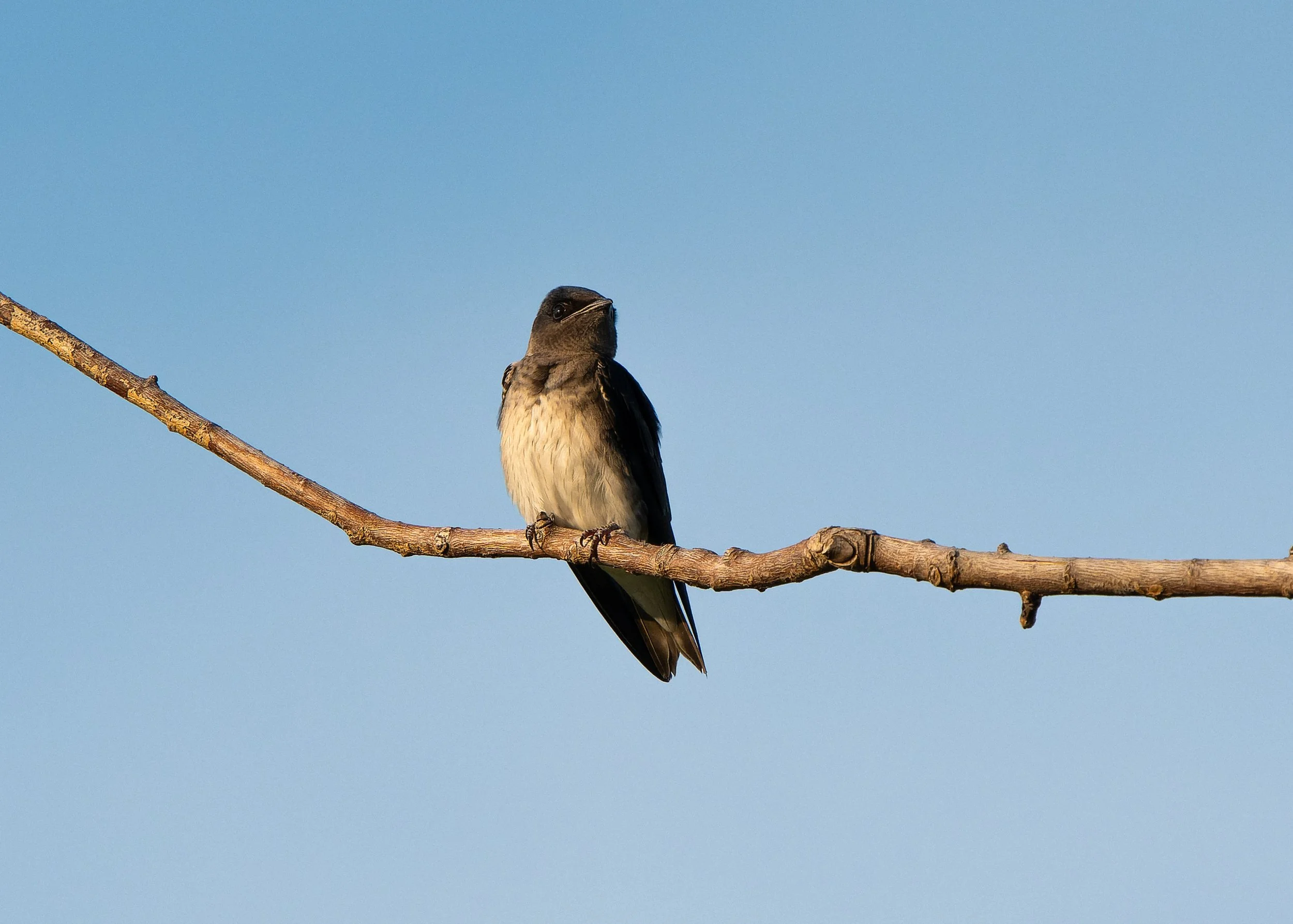 A small bird with a dark head and light chest perches on a thin, brown tree branch against a clear blue sky.
