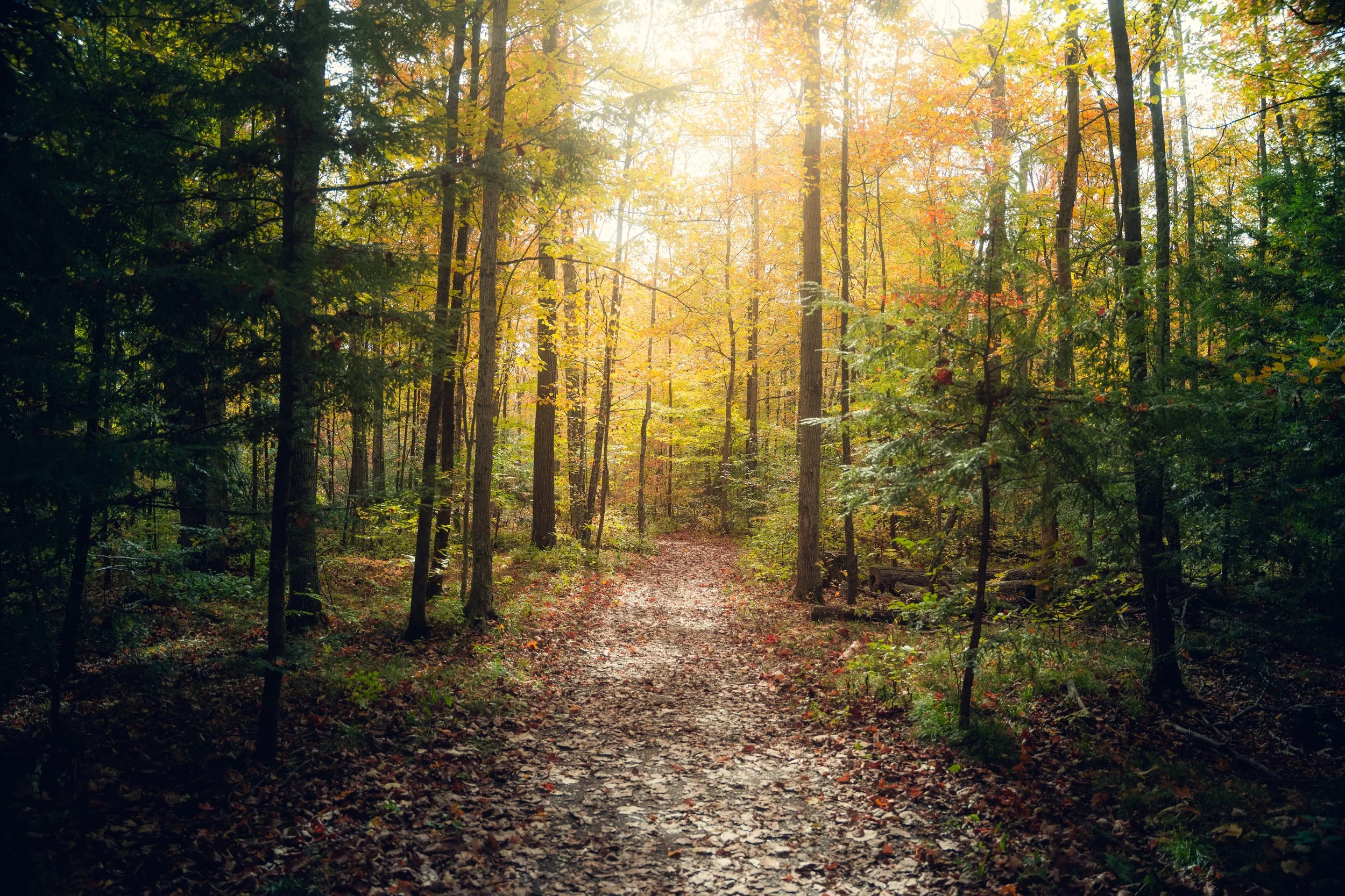 A sunlit forest trail with trees displaying fall foliage, leaves on the ground, and sunlight filtering through the canopy.