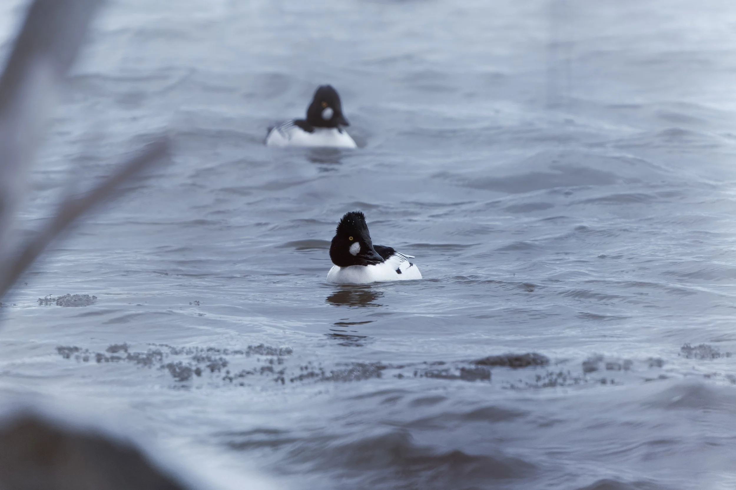 Two black and white ducks swimming in cold water with some snow or ice near the shore.